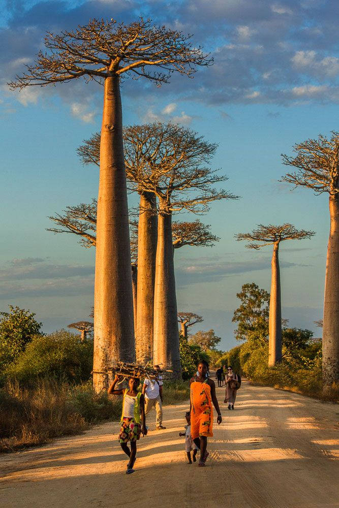 Madagascar, gigantic baobab tree, sunlit dirt road, SD Phone Wallpaper