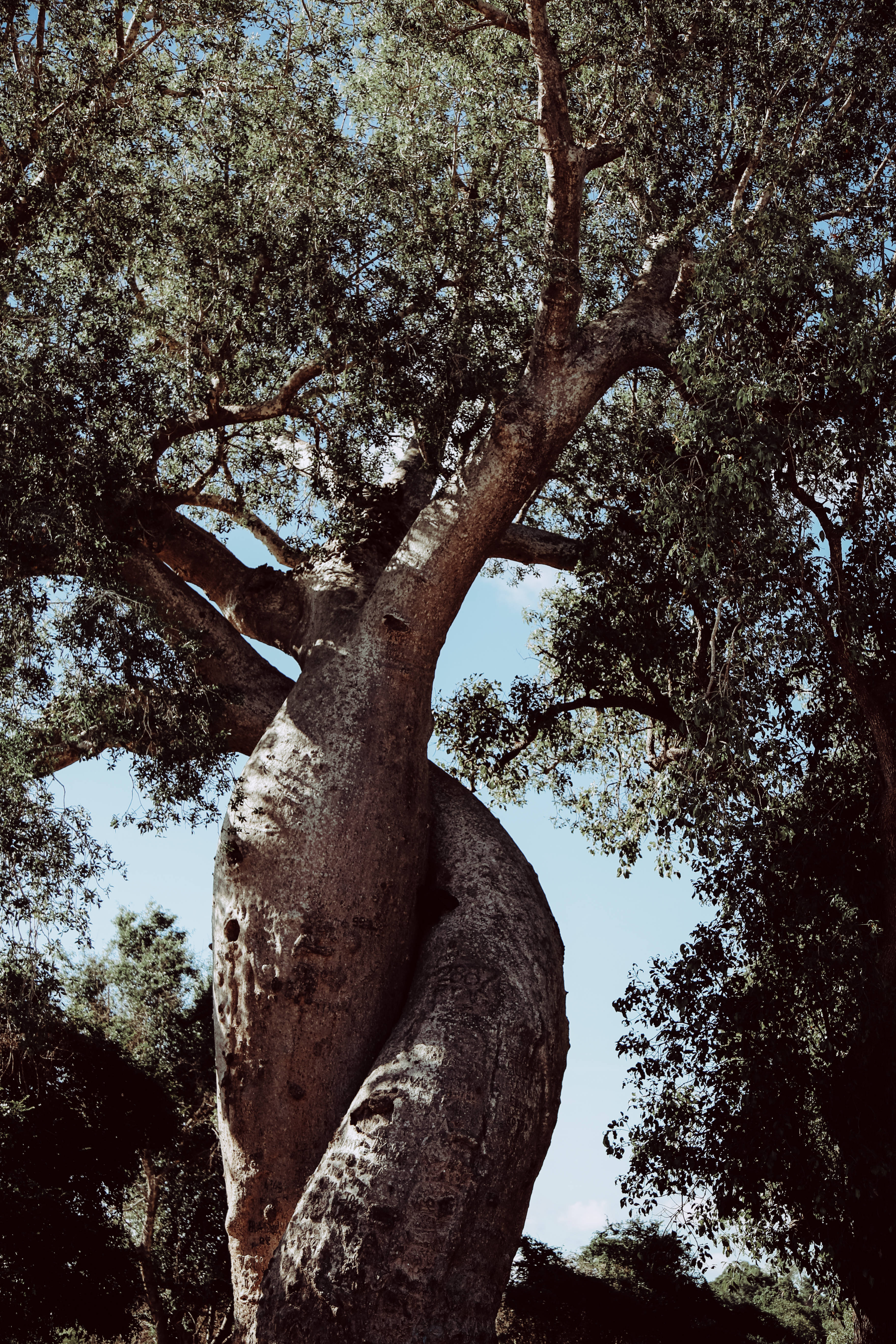 Madagascar, twisted tree, blue sky, 5K Phone Wallpaper