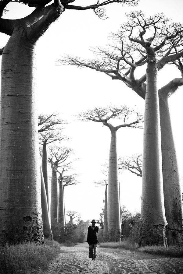 Madagascar, baobab tree, path, SD Phone Wallpaper