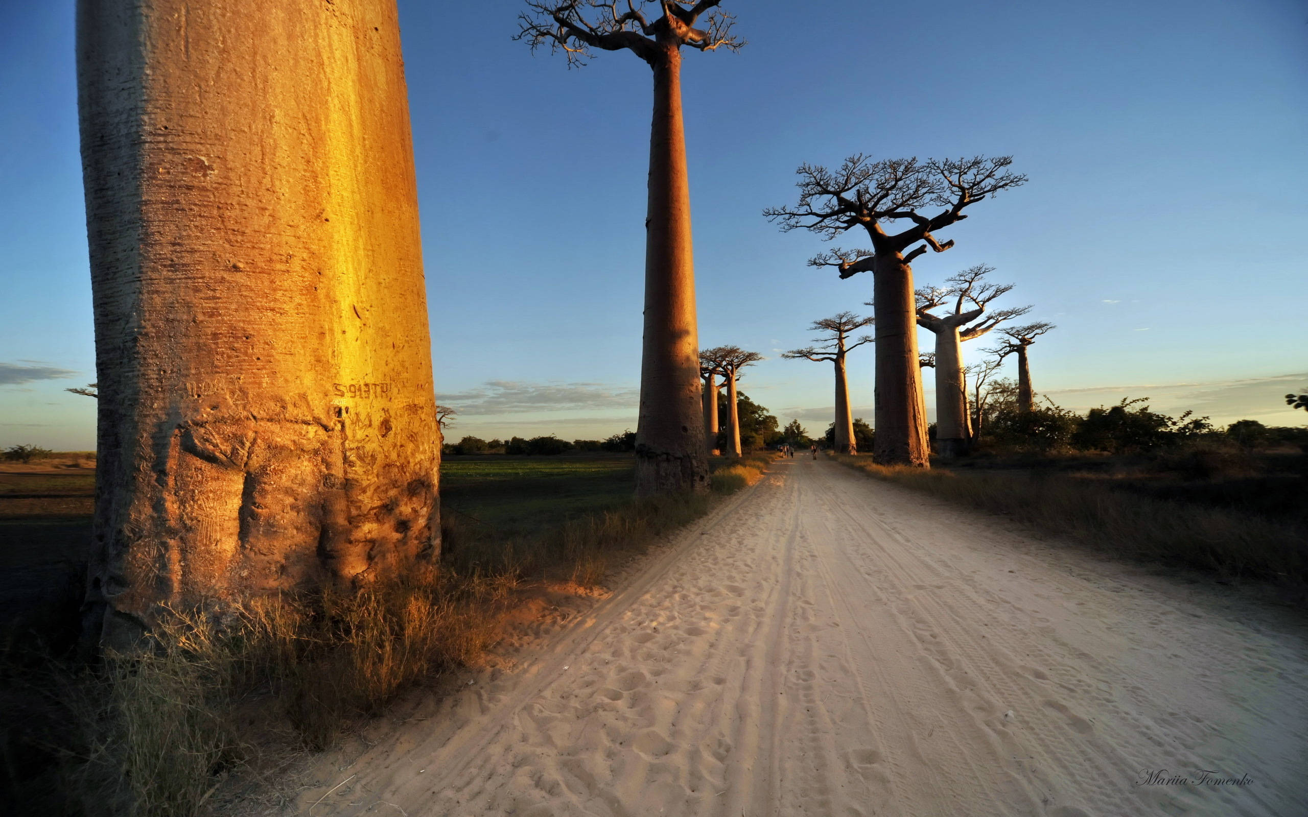 Madagascar, baobab trees, golden sunset light, 2K Desktop Wallpaper