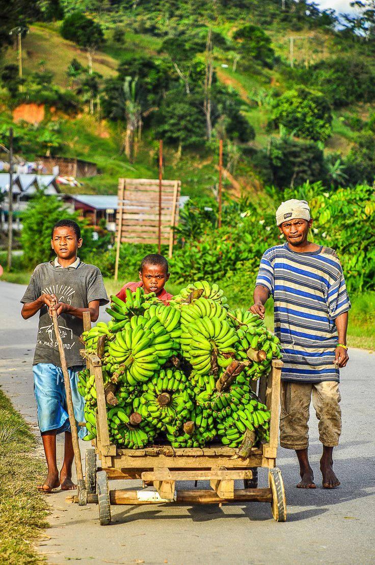 Madagascar, banana vendor, wooden cart, SD Phone Wallpaper