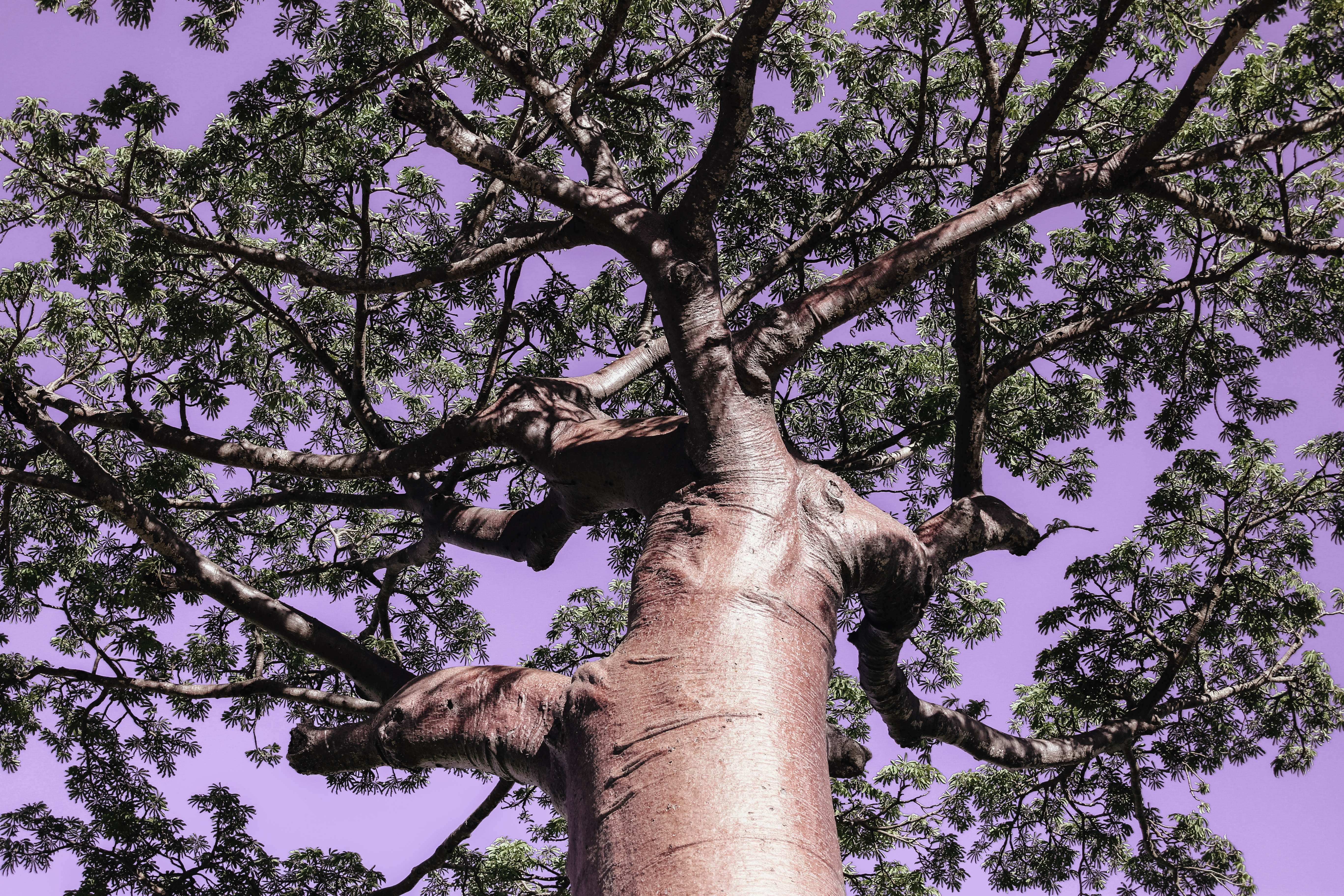 Madagascar, baobab tree, gnarled branches, 5K Desktop Wallpaper