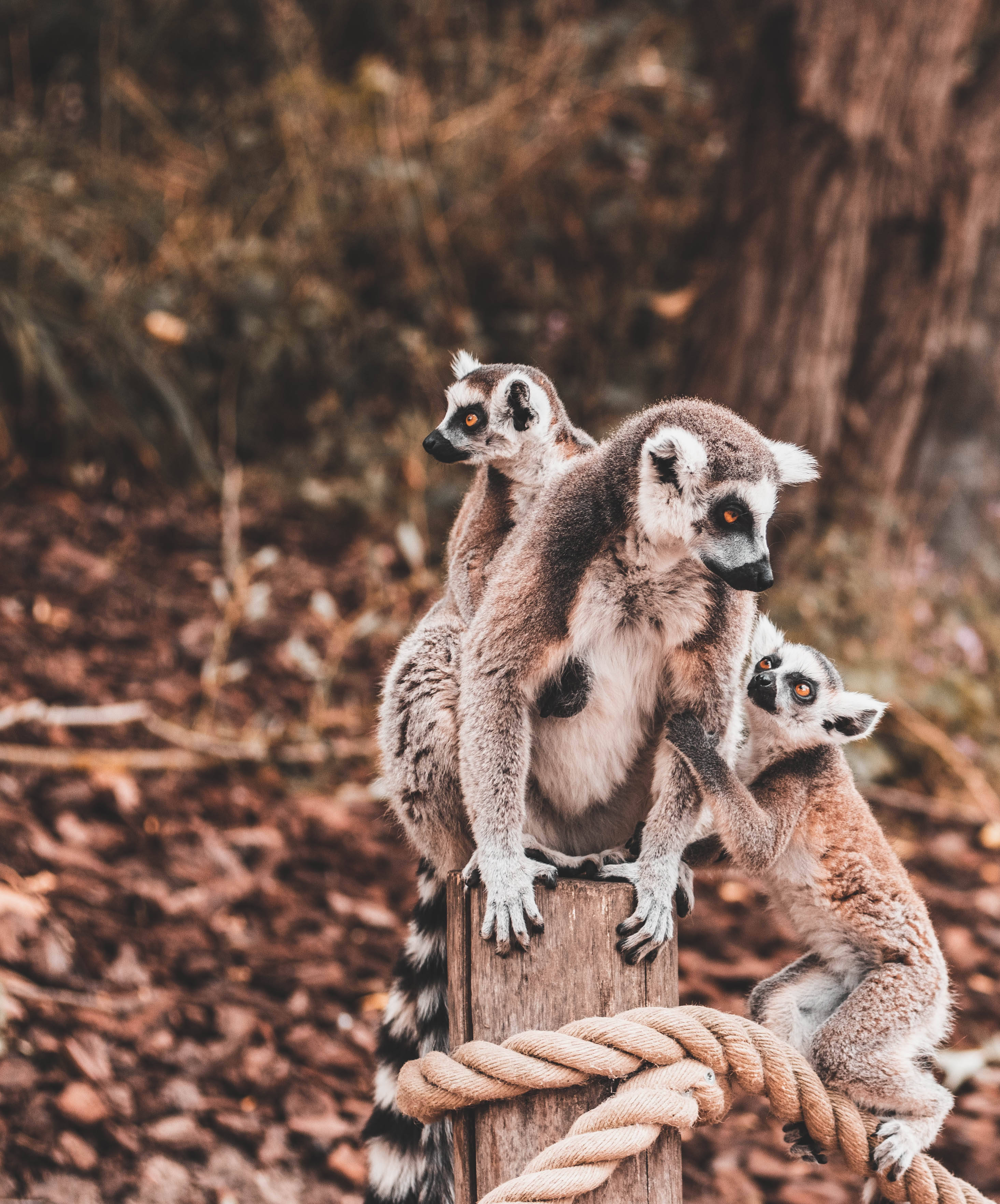 Madagascar, three ring-tailed lemurs, wooden post, 2K Phone Wallpaper