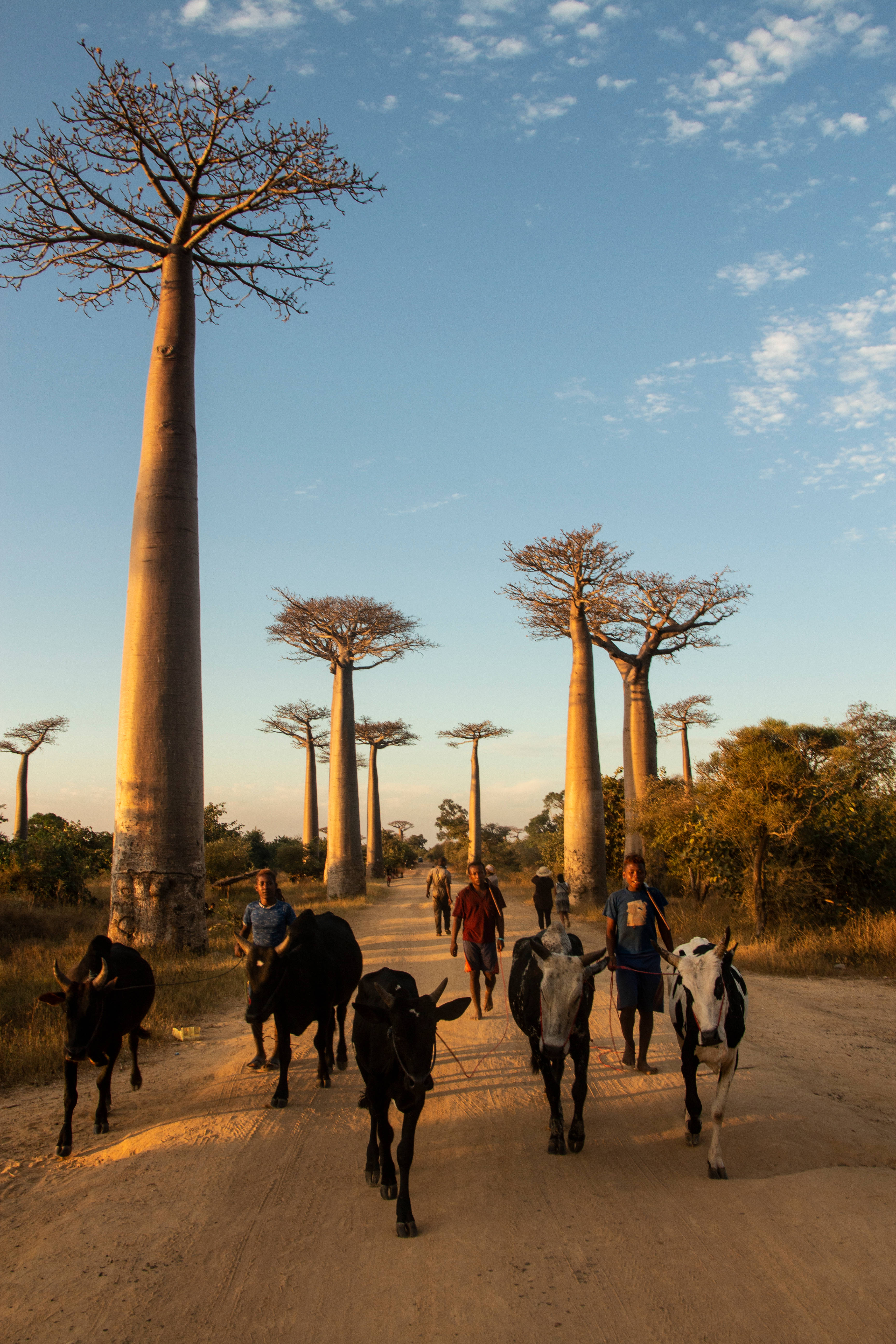 Madagascar, baobab trees, cattle, 5K Phone Wallpaper