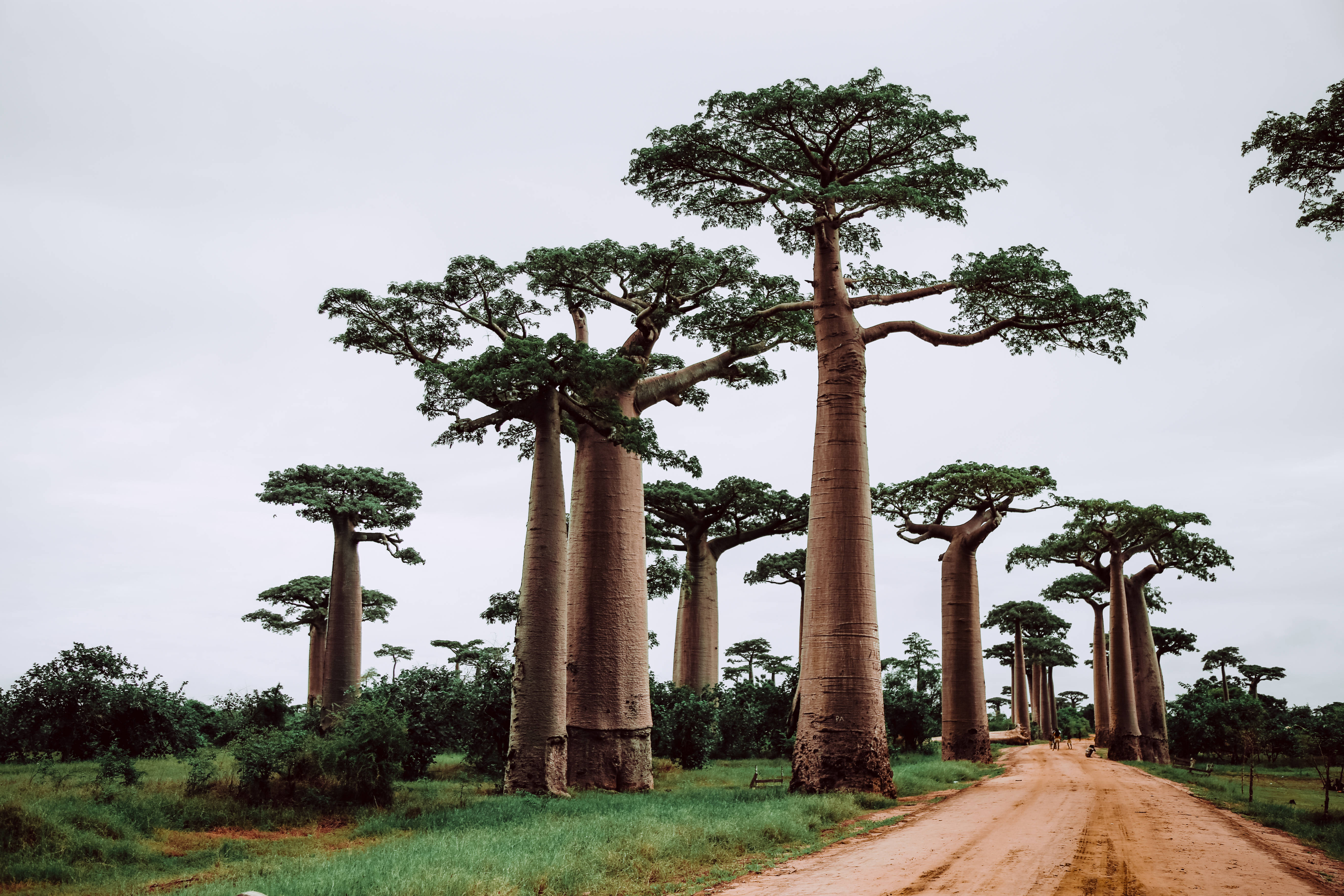 Madagascar, baobab trees, dirt road, 5K Desktop Wallpaper