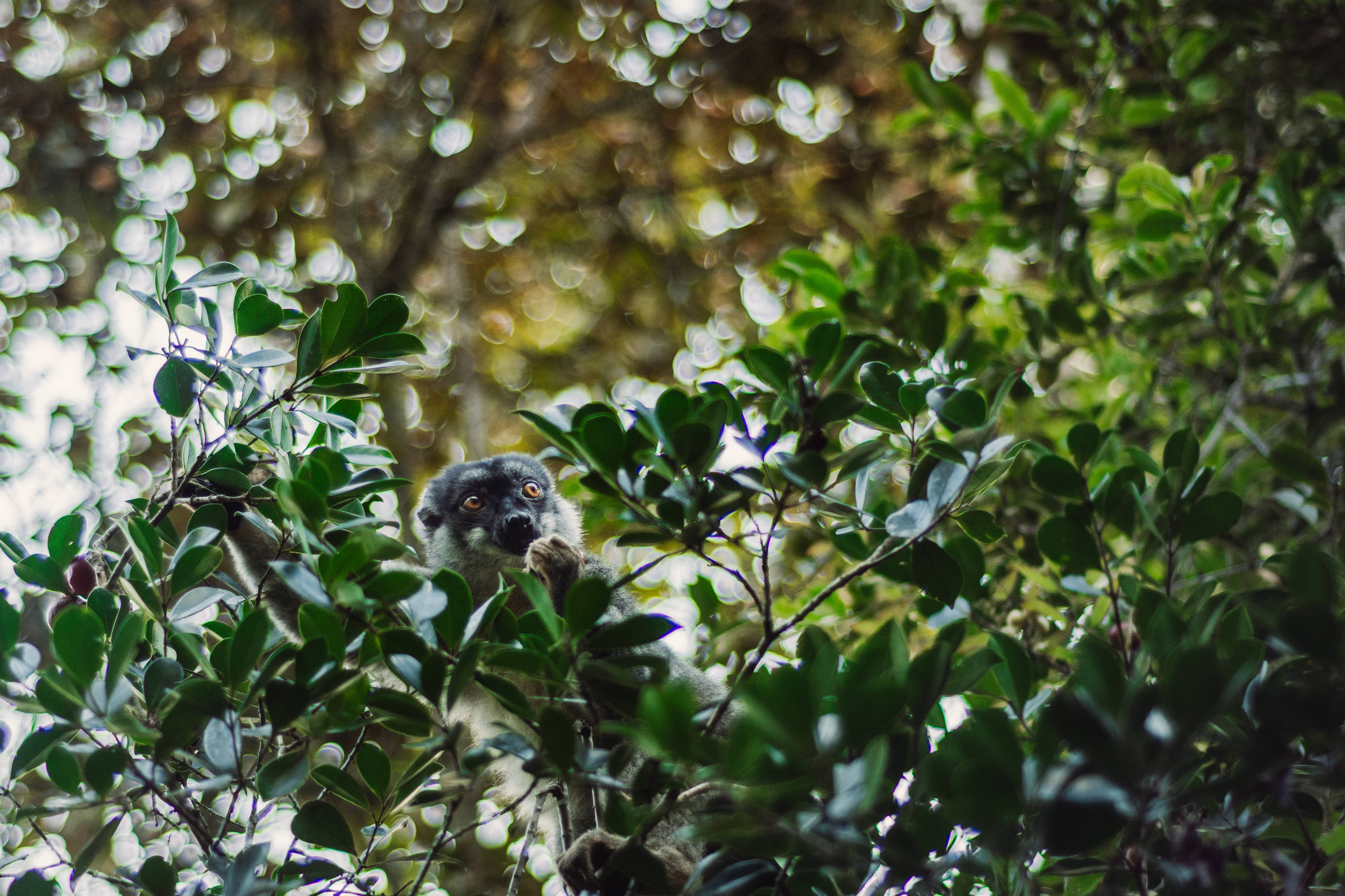 Madagascar, lemur, green foliage, 4K Desktop Wallpaper