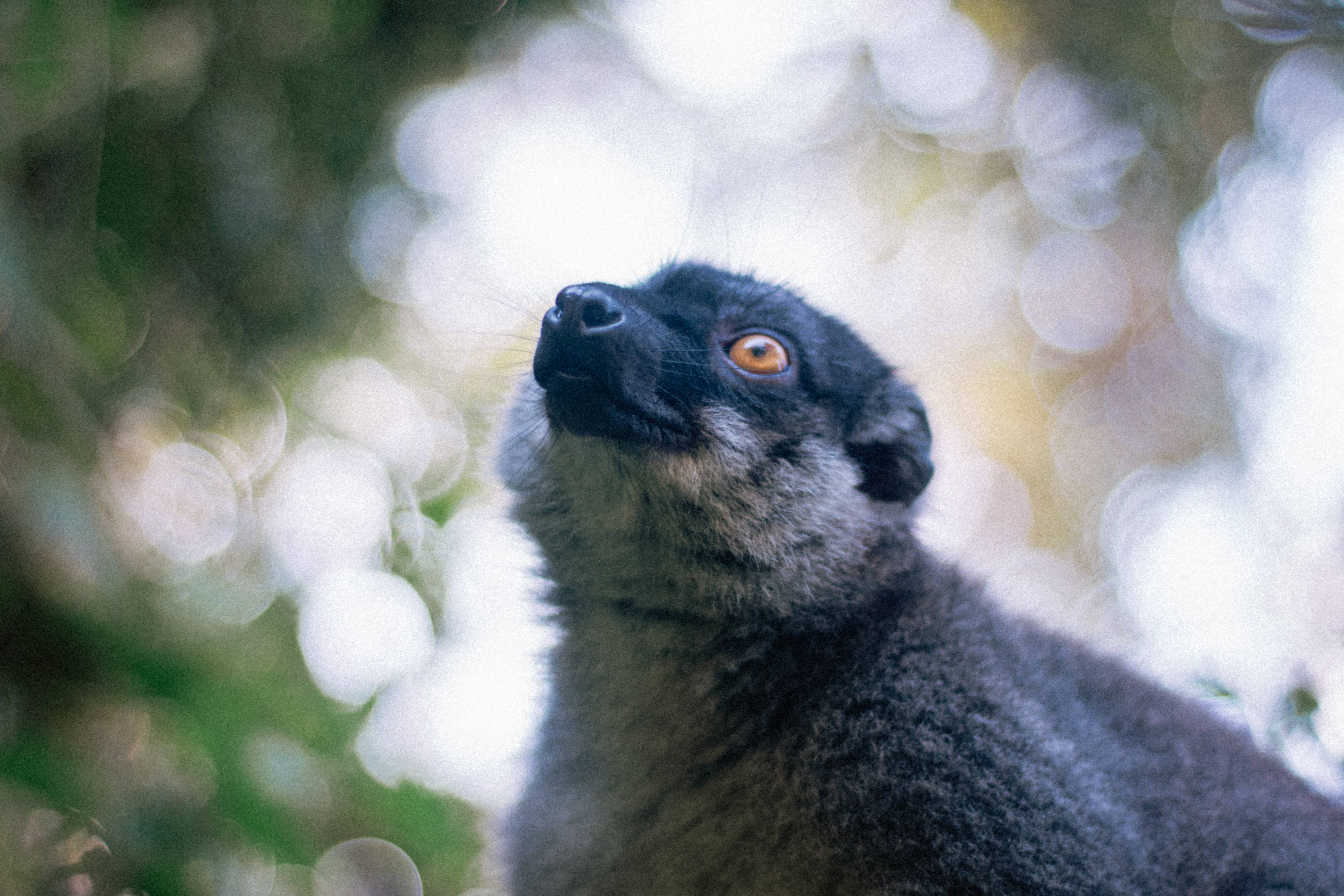 Madagascar, blue lemur, amber eyes, 5K Desktop Wallpaper