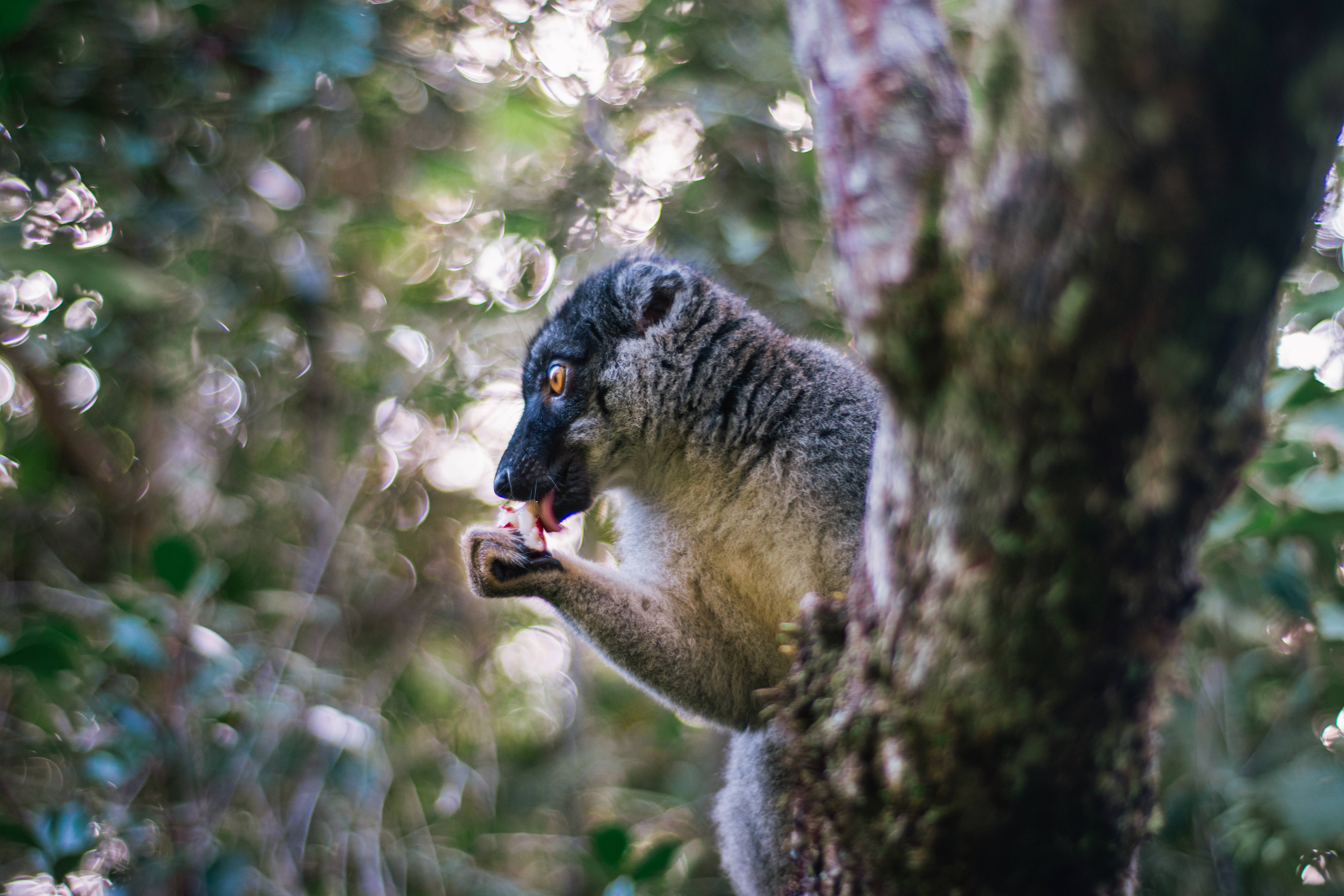 Madagascar, ring-tailed lemur, mossy tree trunk, 5K Desktop Wallpaper