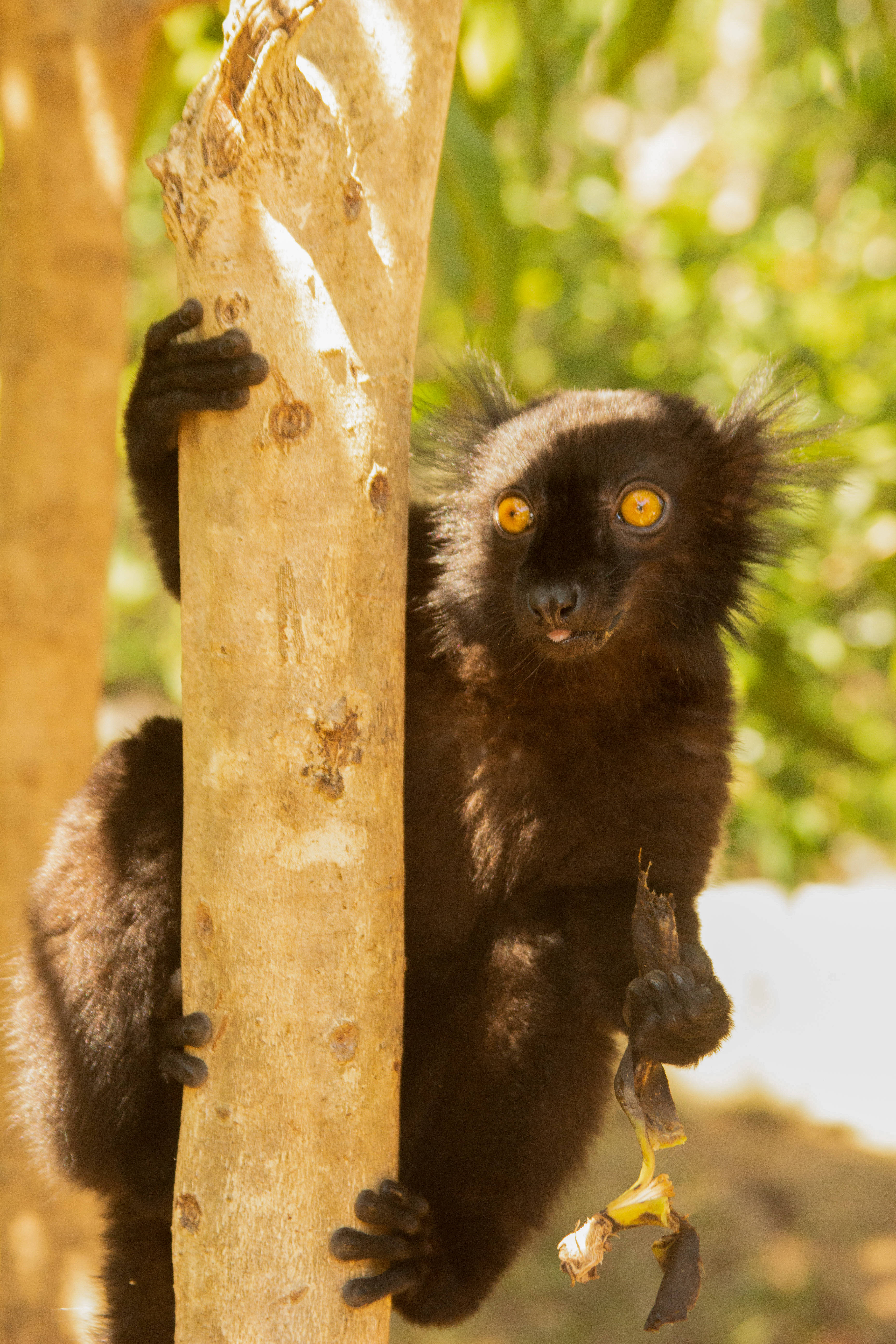 black lemur, yellow eyes, tree trunk, 5K Phone Wallpaper
