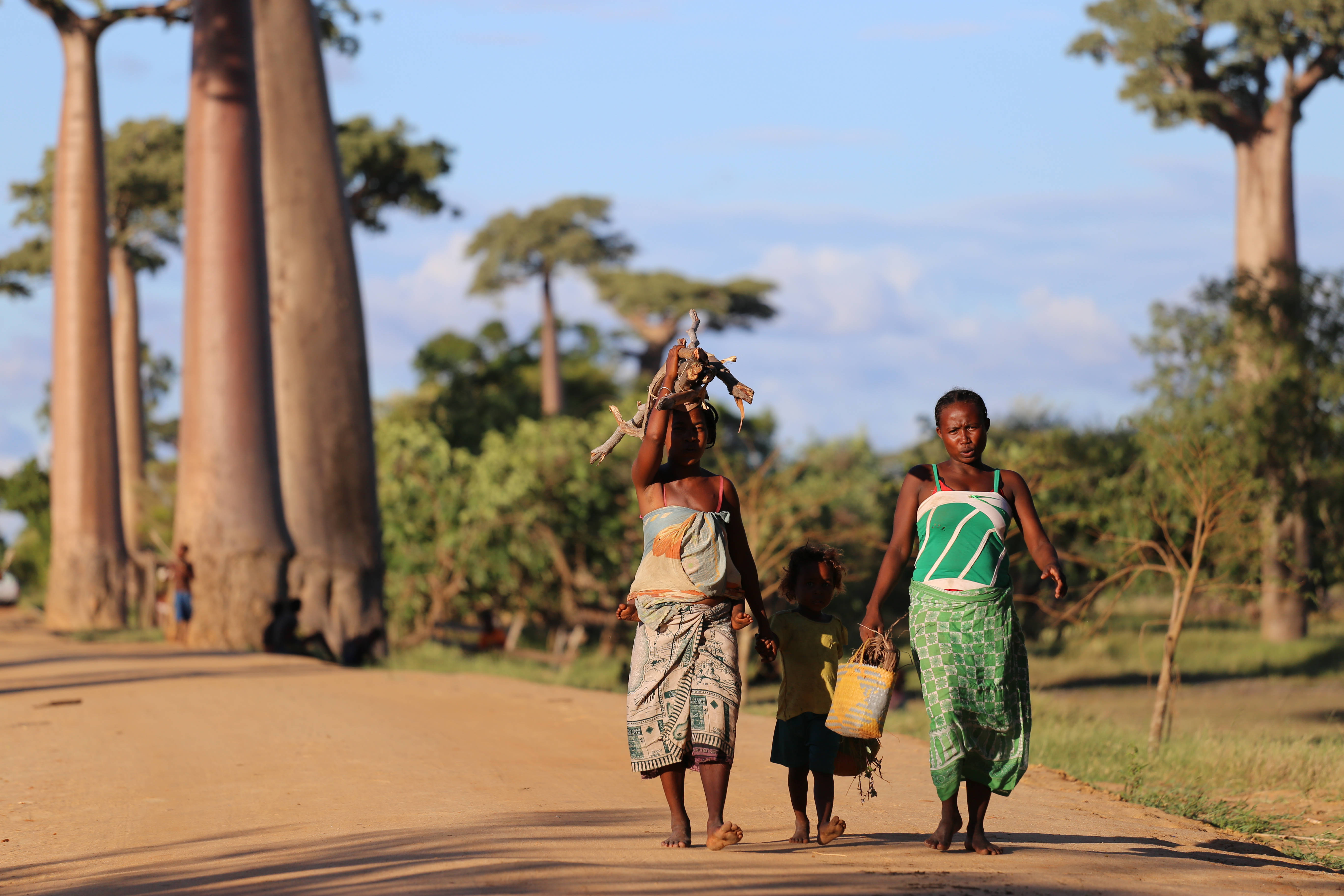 Madagascar, baobab trees, dirt road, 5K Desktop Wallpaper