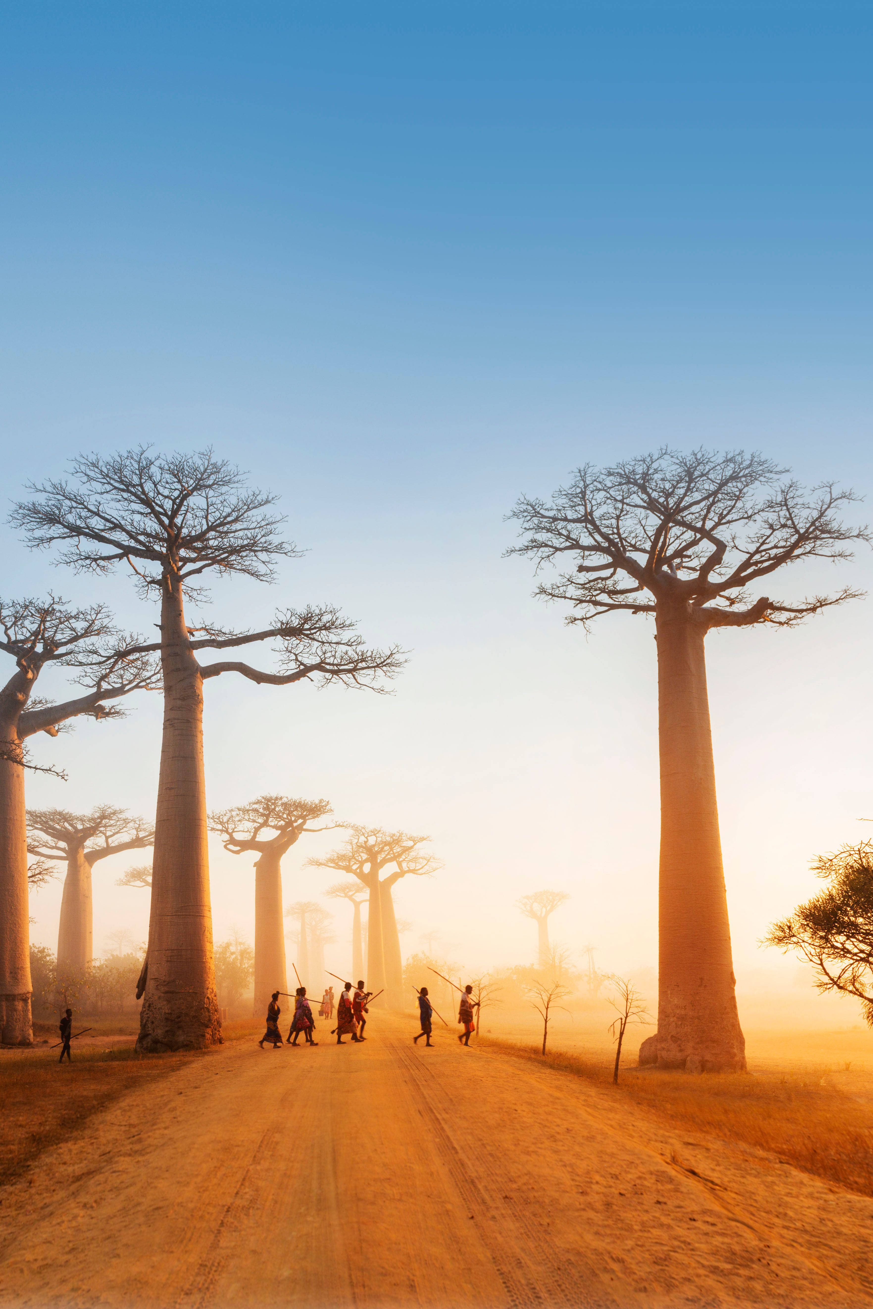Madagascar, baobab trees, dusty path, 5K Phone Wallpaper