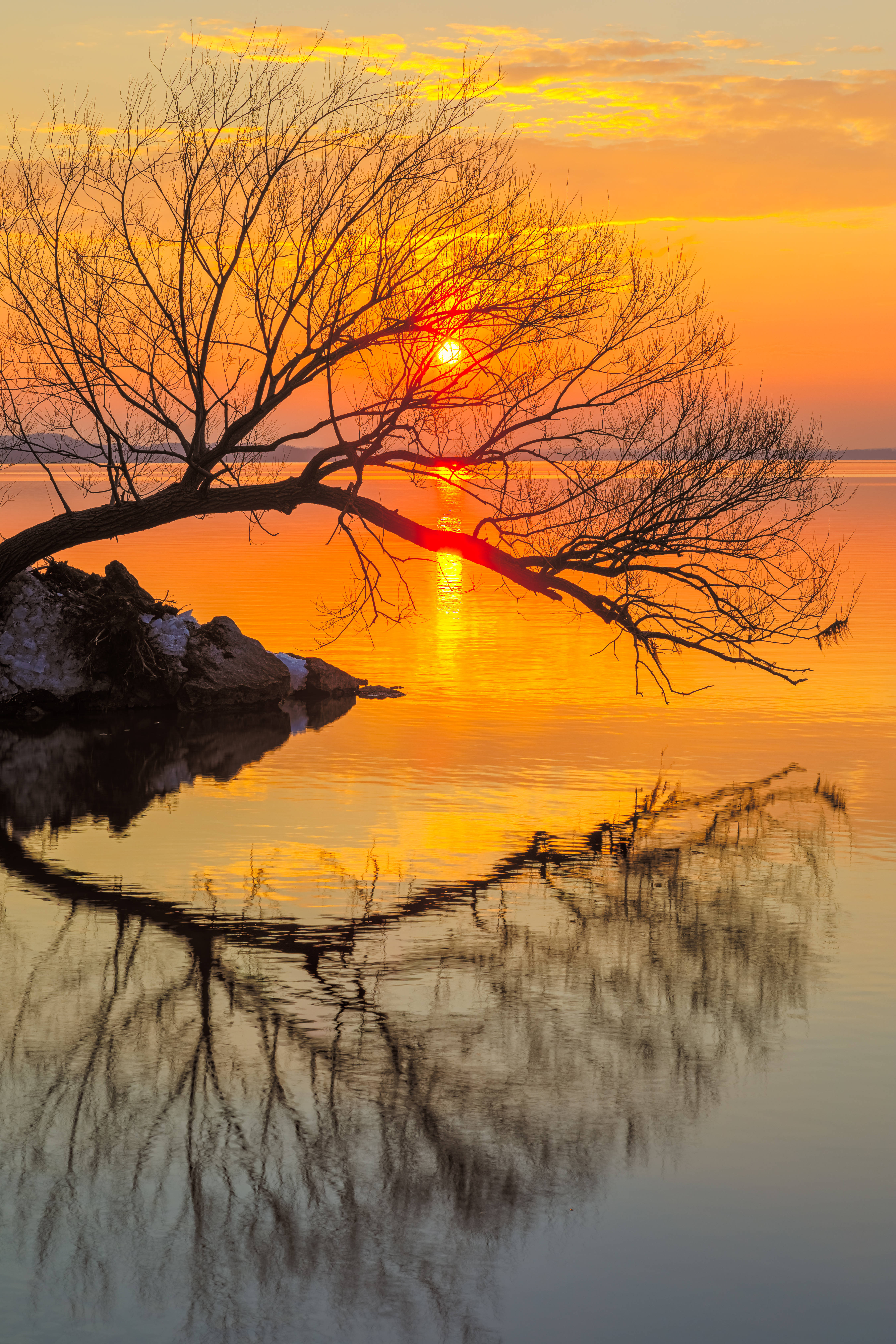Madison, sunset, bare tree, 5K Phone Wallpaper