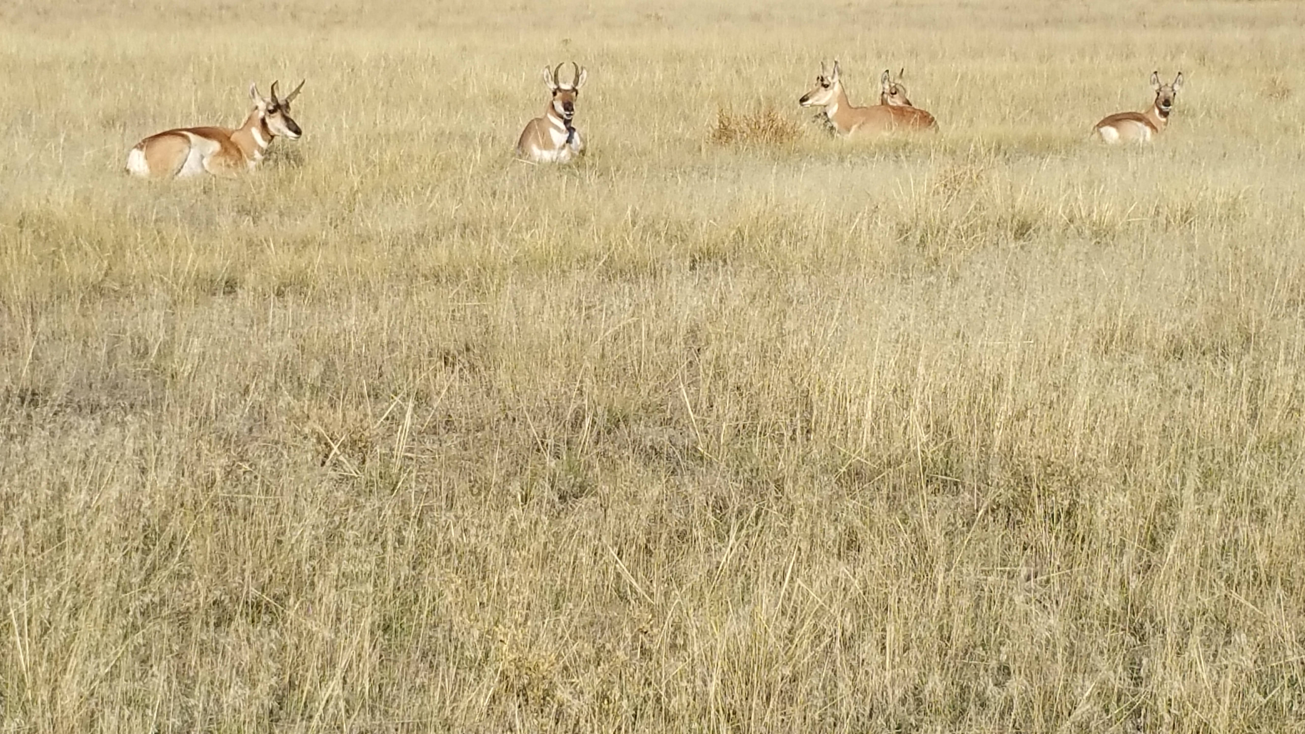 Madison, pronghorn antelope, tall golden grass, 5K Desktop Wallpaper