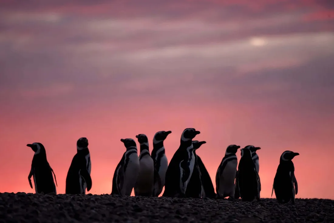 Magellanic Penguin