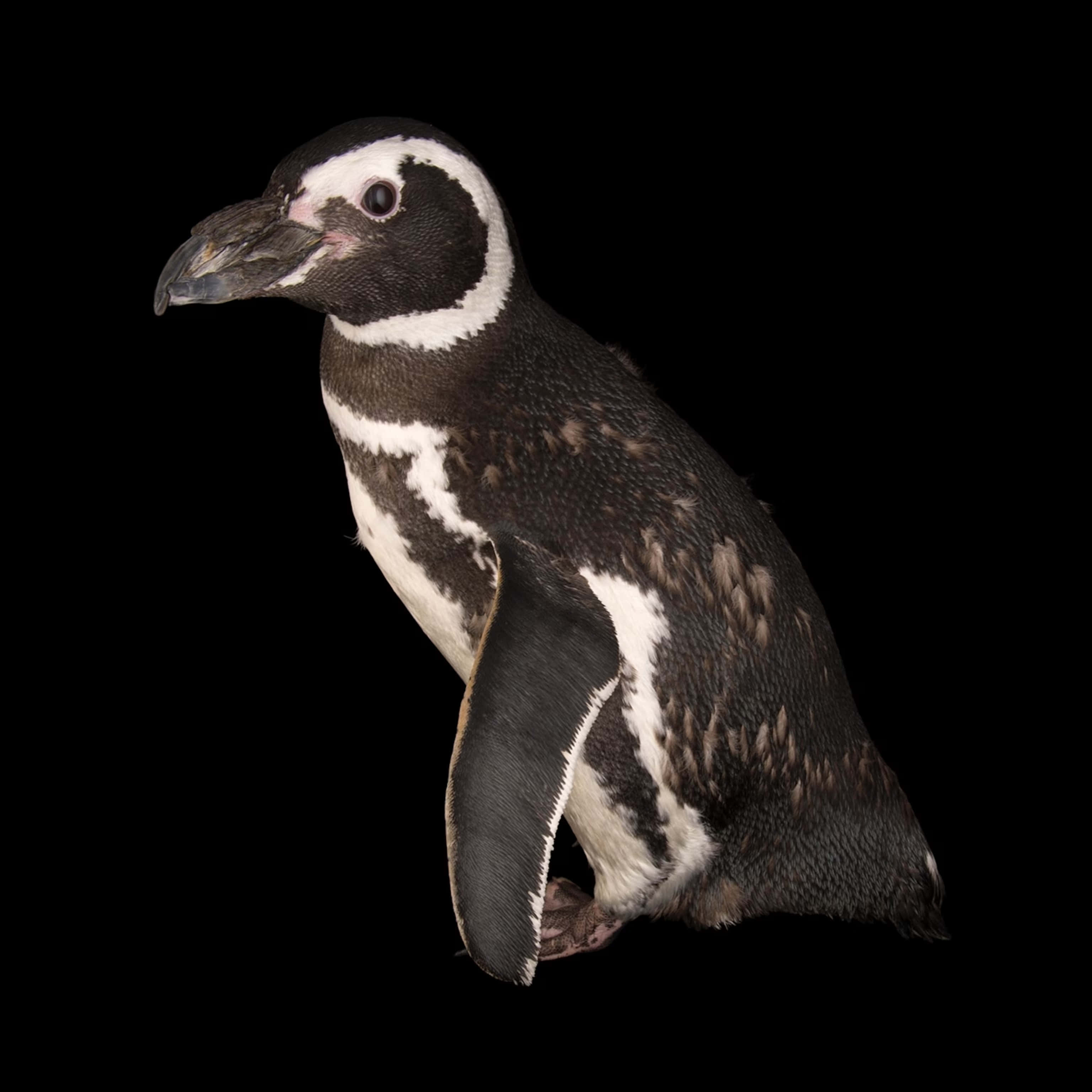Magellanic penguin, black background, black and white plumage, 2K Desktop Wallpaper