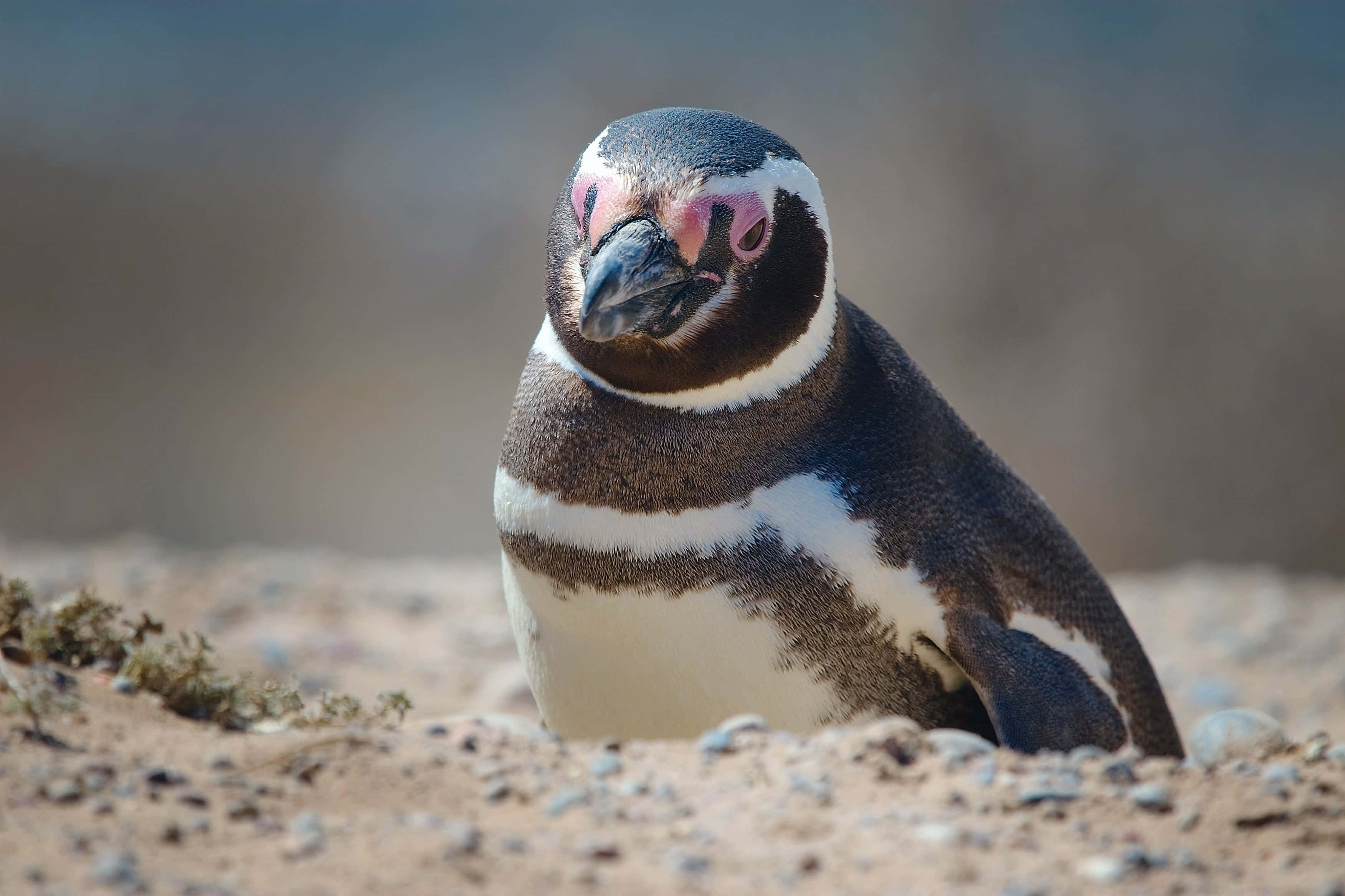 Magellanic Penguin, pinkish cheeks, black and white feathers, 2K Desktop Wallpaper