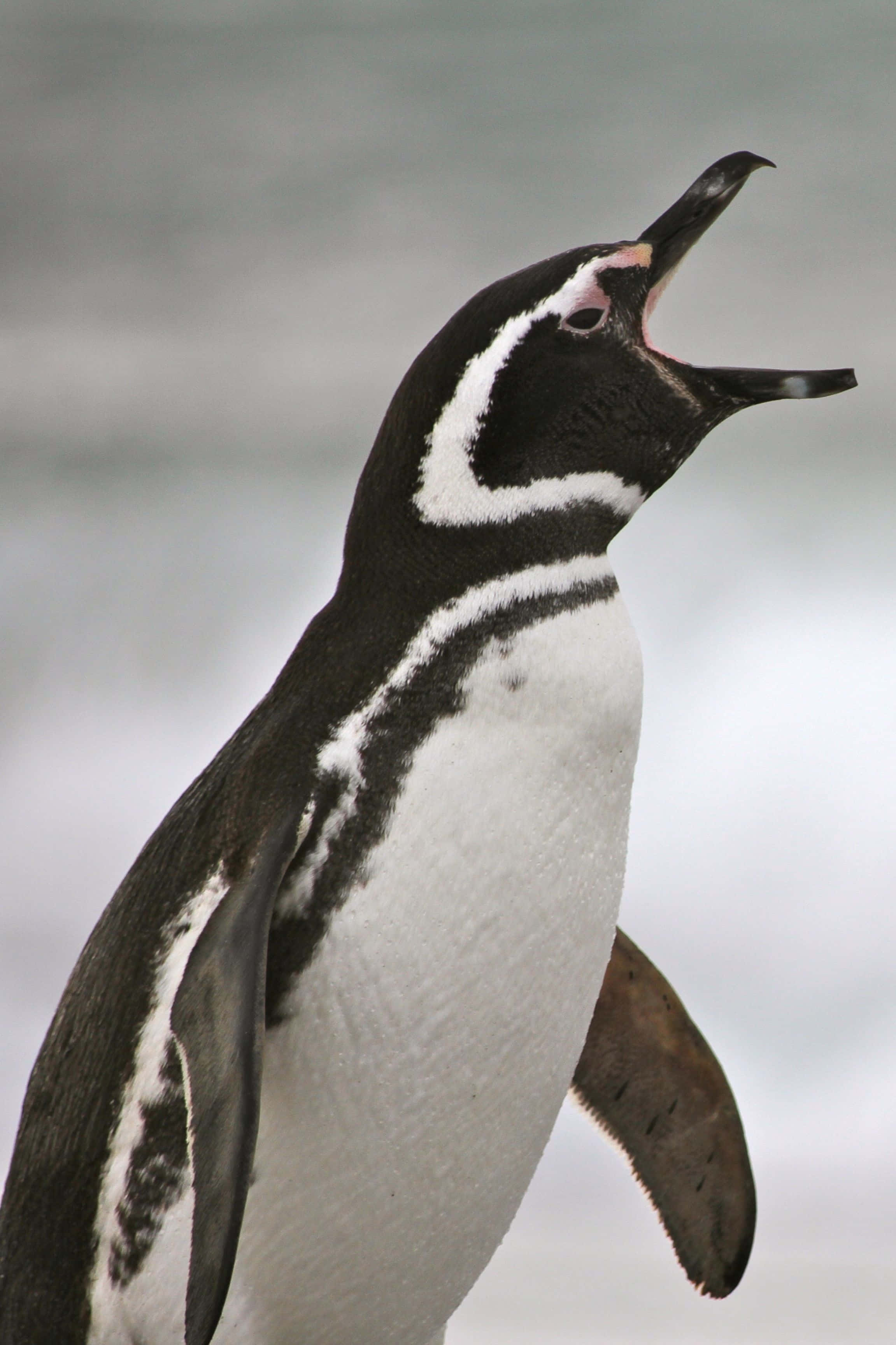 Magellanic Penguin, beak wide open, blurred icy backdrop, 2K Phone Wallpaper
