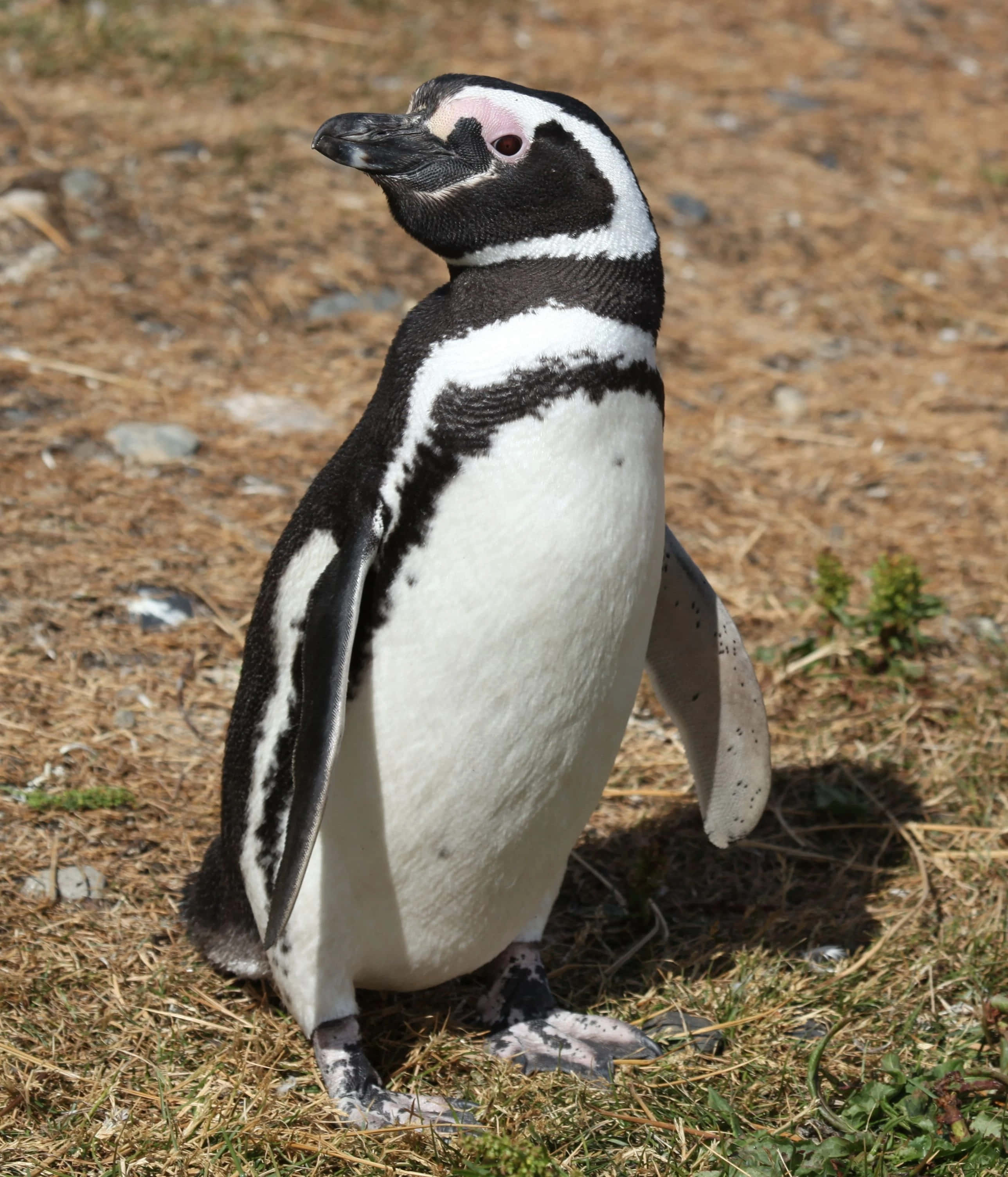Magellanic Penguin, dry grass, pebbles, 2K Phone Wallpaper