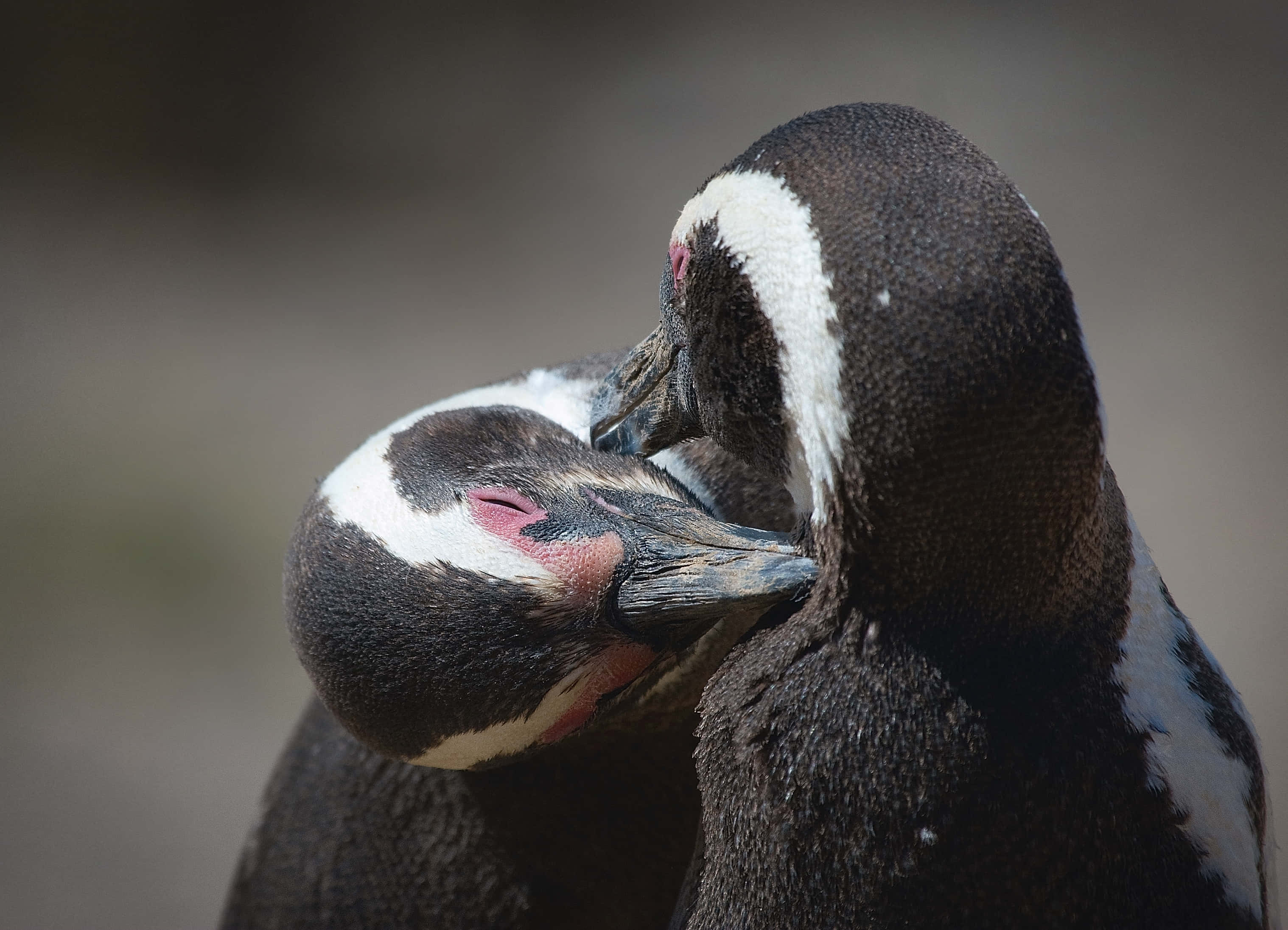 Magellanic Penguin, black and white feathers, pink glands, 2K Desktop Wallpaper