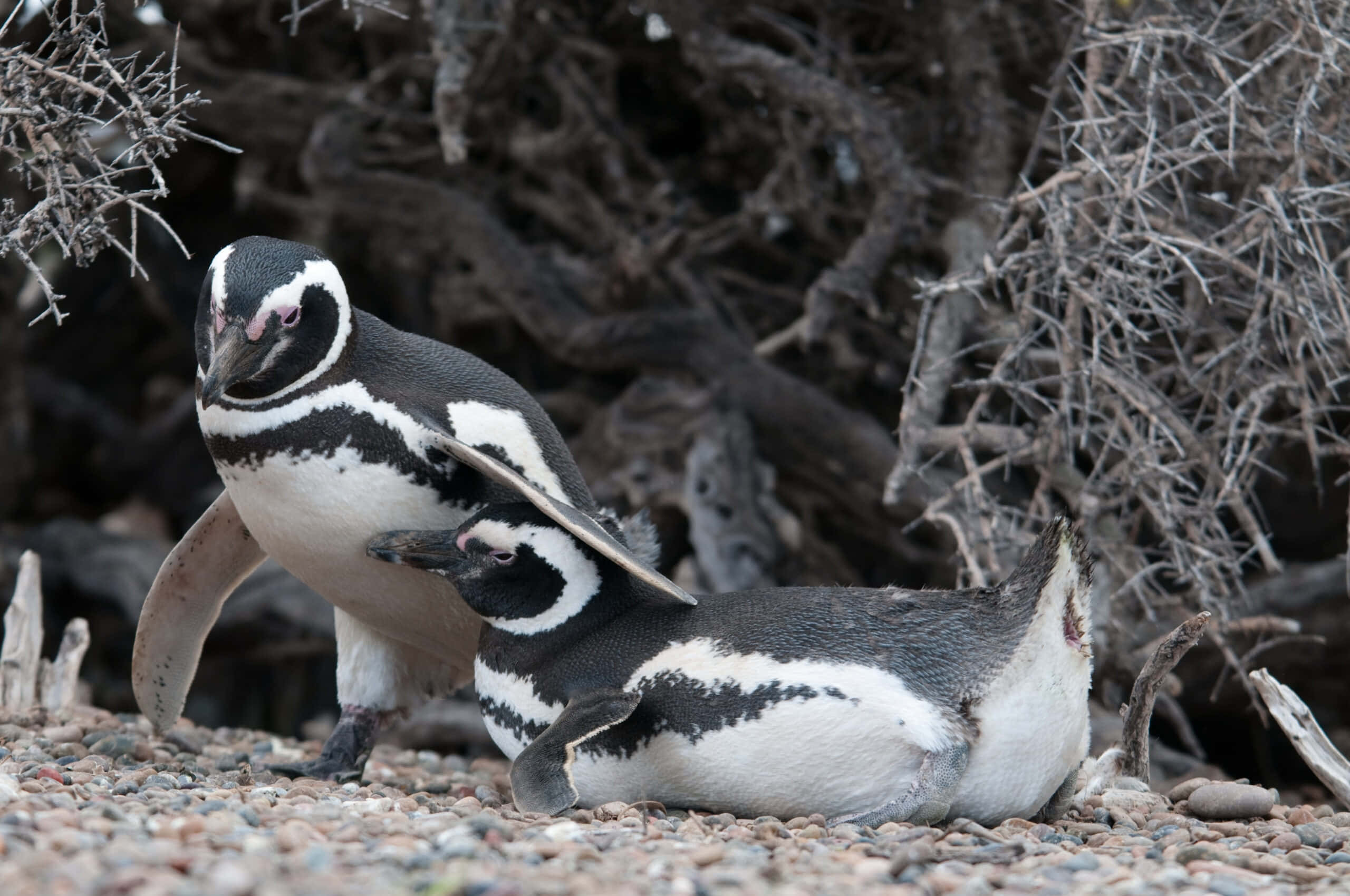 Magellanic Penguin, pebbled ground, tangled dry bushes, 2K Desktop Wallpaper