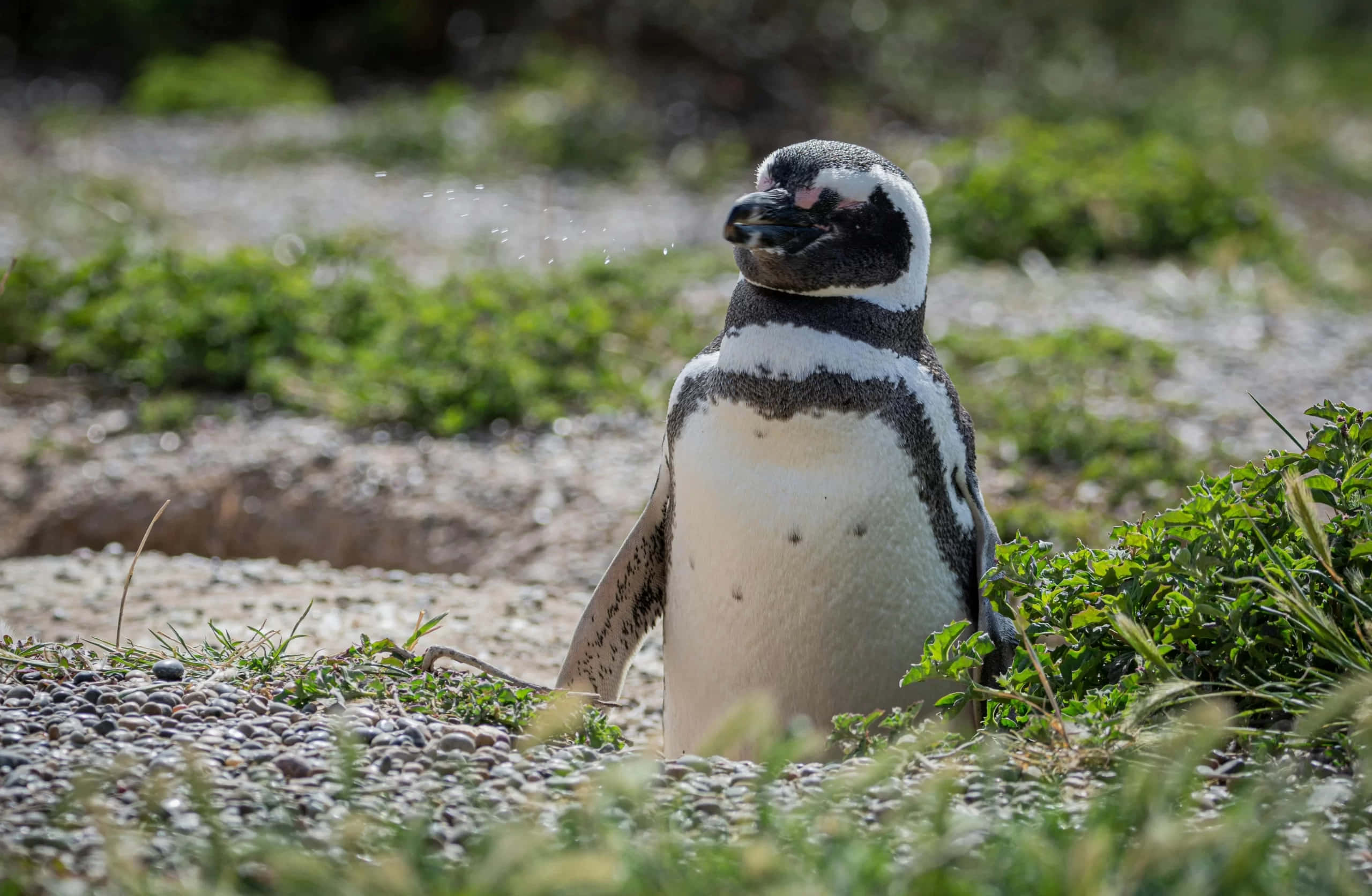 Magellanic Penguin, pebbled shore, green vegetation, 2K Desktop Wallpaper
