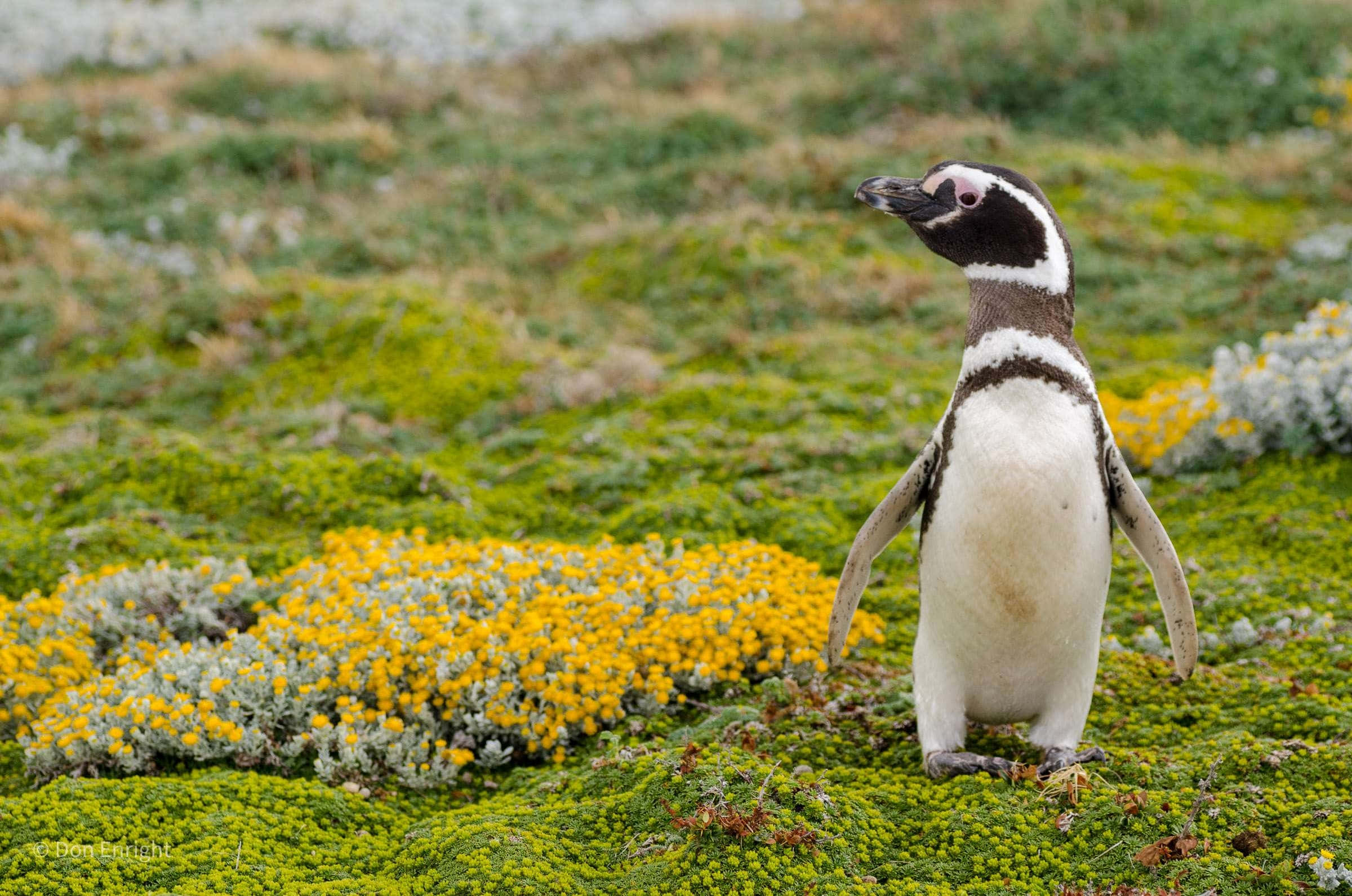 Magellanic Penguin, vibrant green mossy hill, yellow flowers, Full HD Desktop Wallpaper