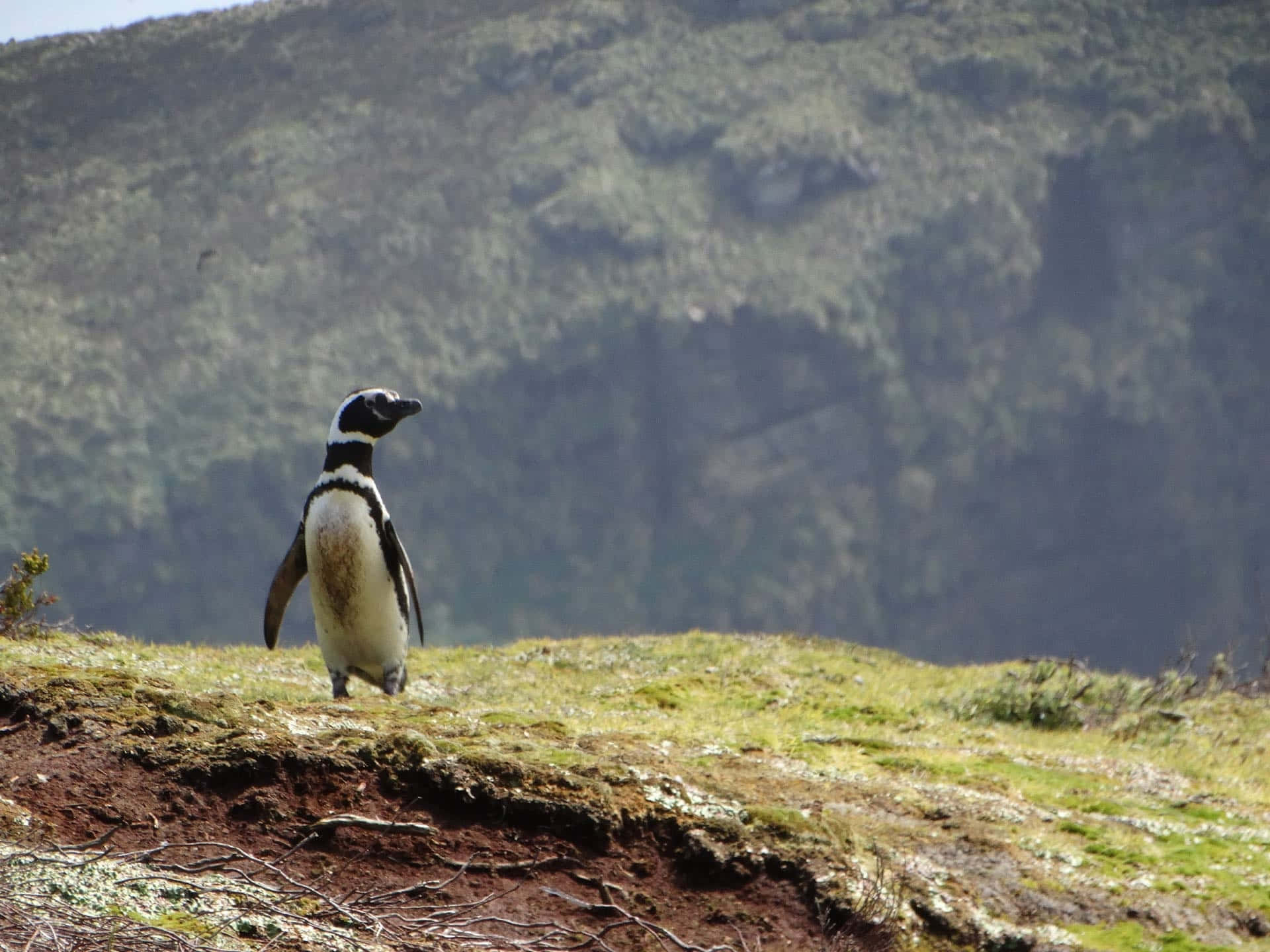 Magellanic Penguin, grassy hillside, mossy cliff, Full HD Desktop Wallpaper