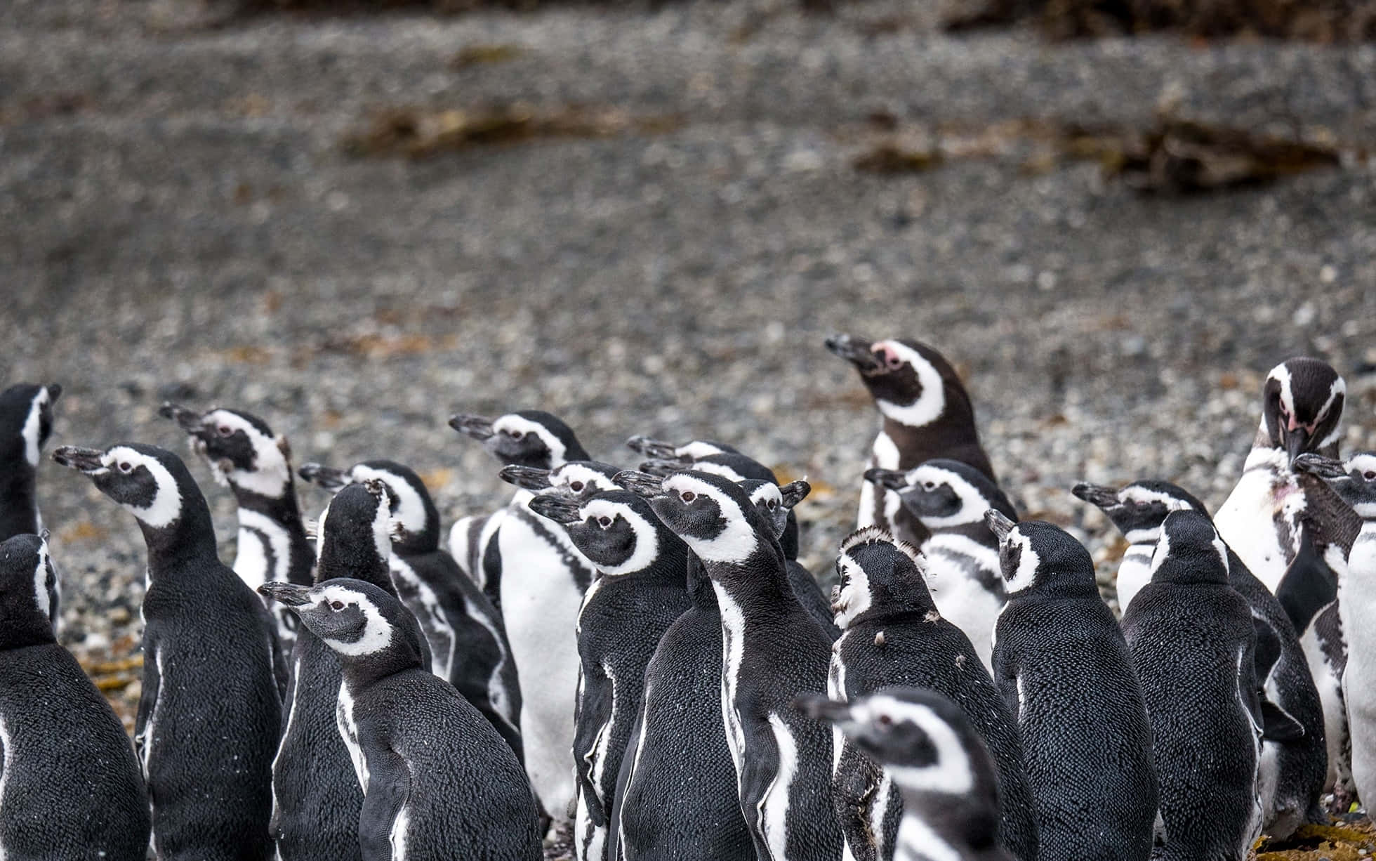 Magellanic Penguin, black and white, gray pebble beach, Full HD Desktop Wallpaper