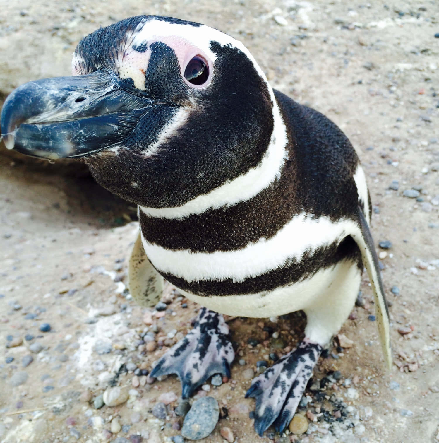 Magellanic Penguin, pebbled ground, curious tilted head, HD Phone Wallpaper