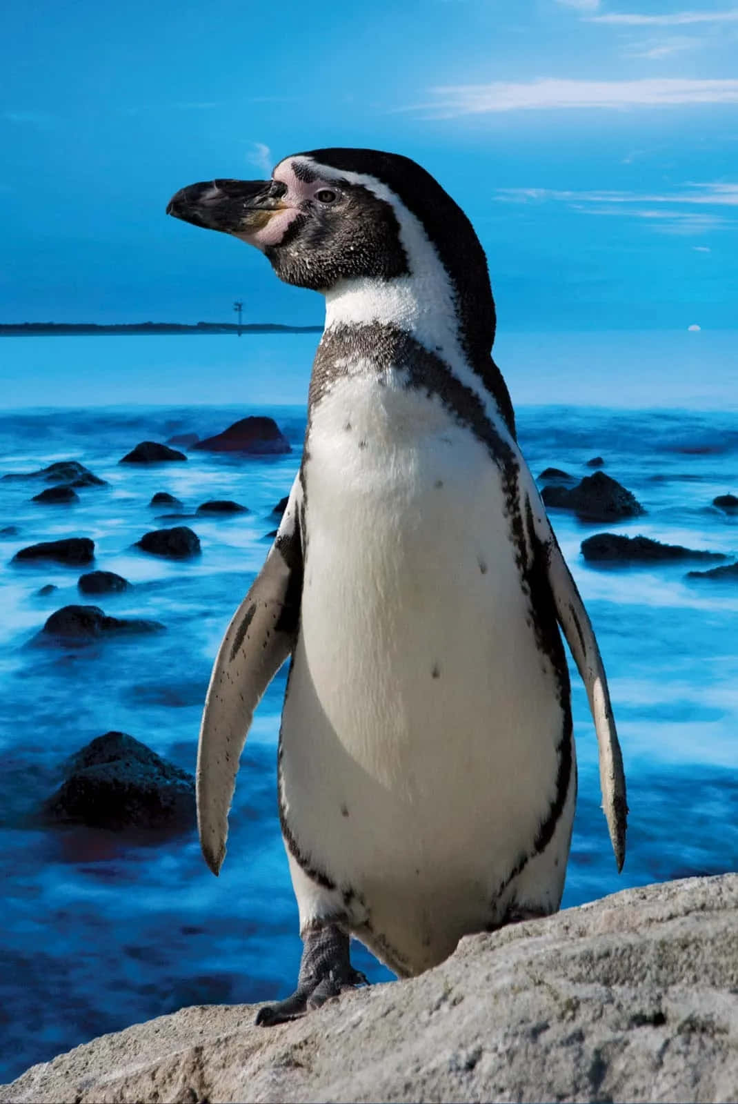 Magellanic Penguin, rocky outcrop, vibrant blue ocean, HD Phone Wallpaper
