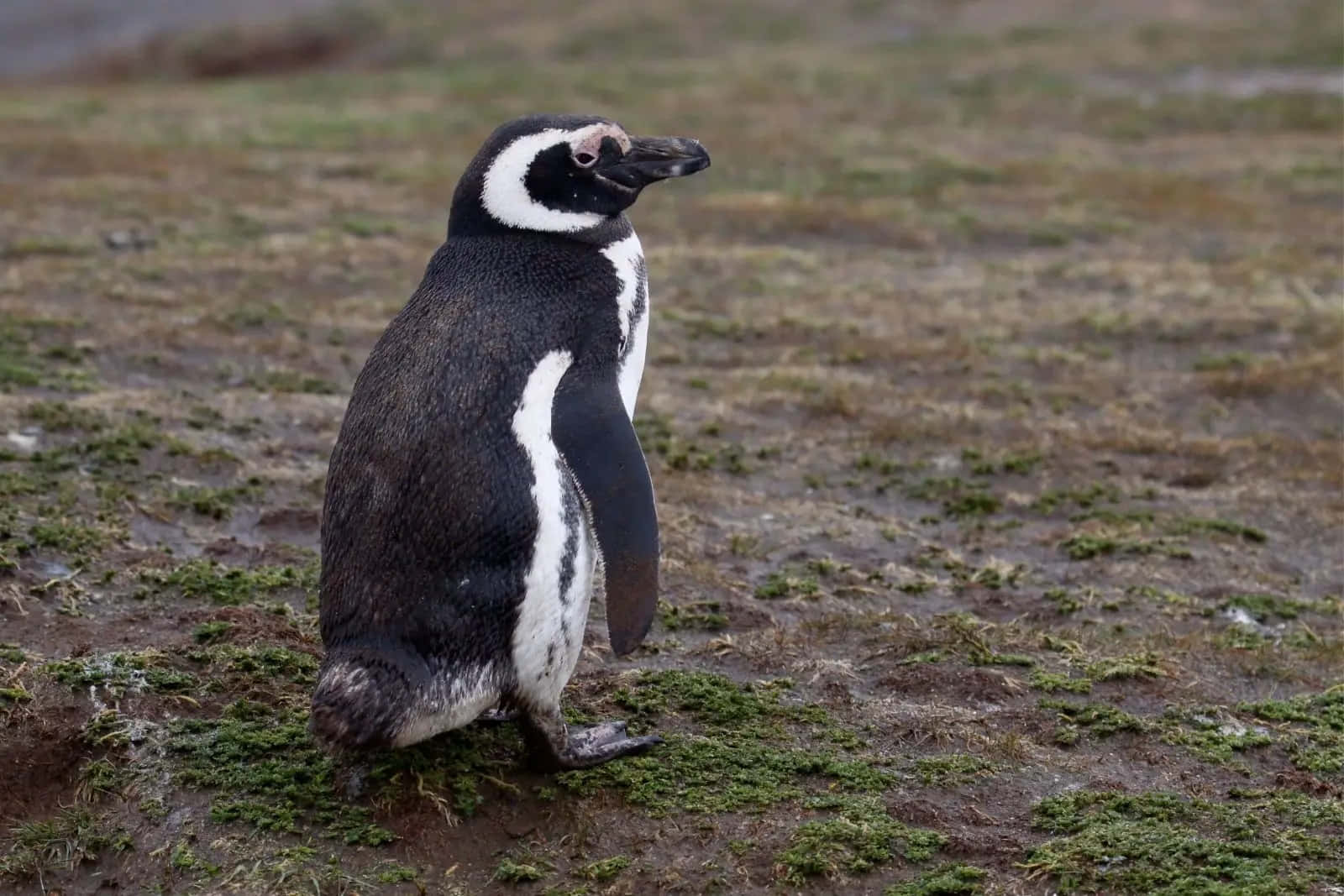 Magellanic Penguin, grassy land, muddy patch, HD Desktop Wallpaper