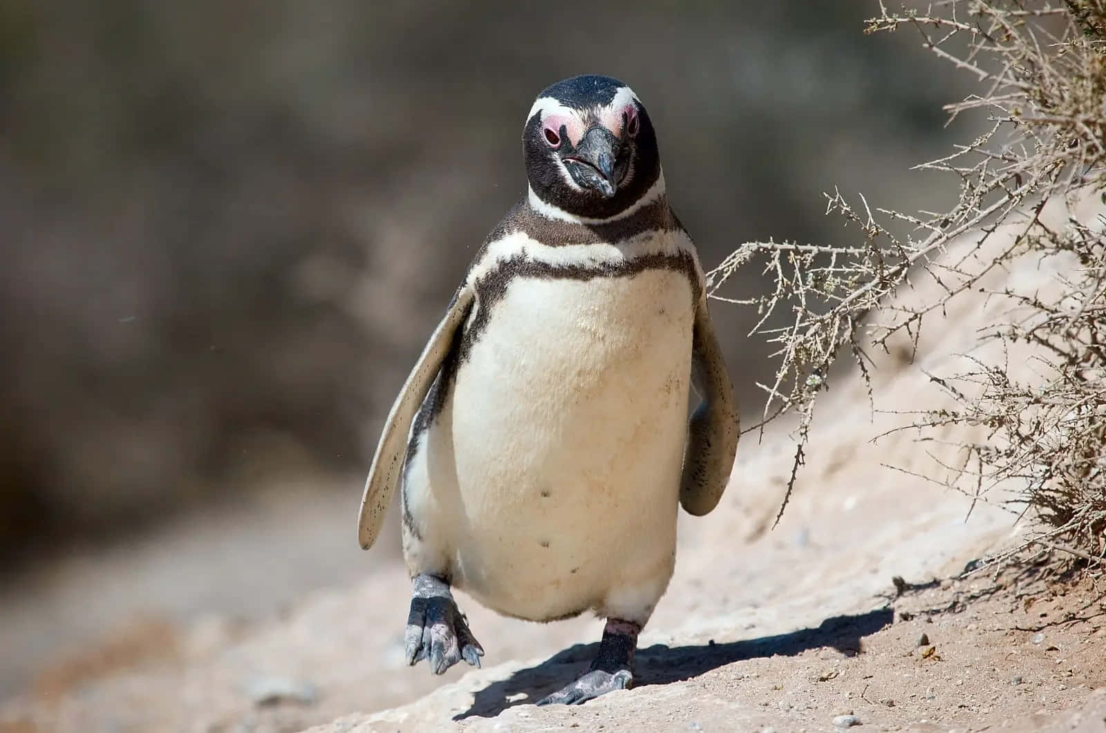 Magellanic Penguin, sandy terrain, dry brush, HD Desktop Wallpaper