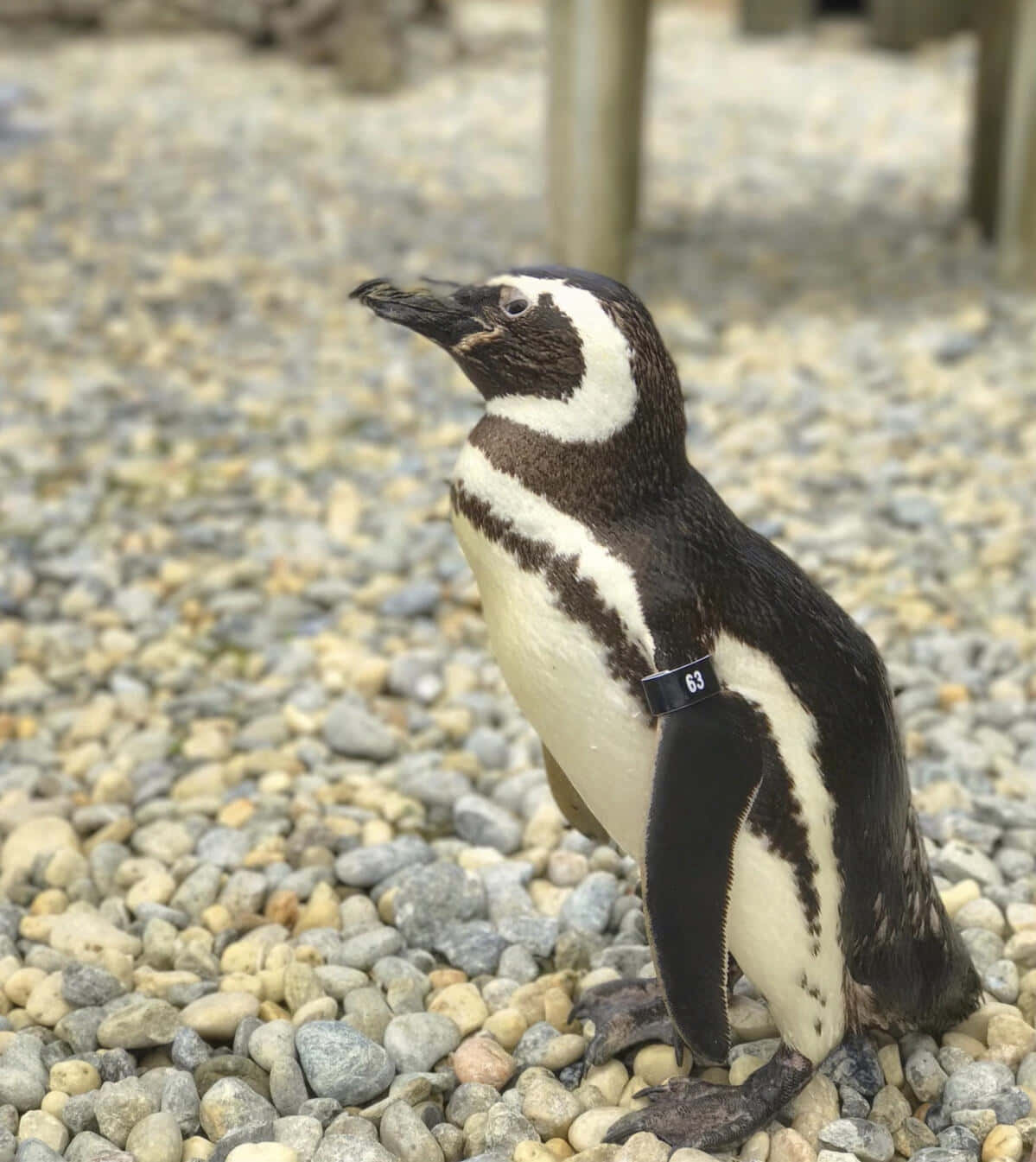 Magellanic Penguin, pebbles, gravel path, HD Phone Wallpaper