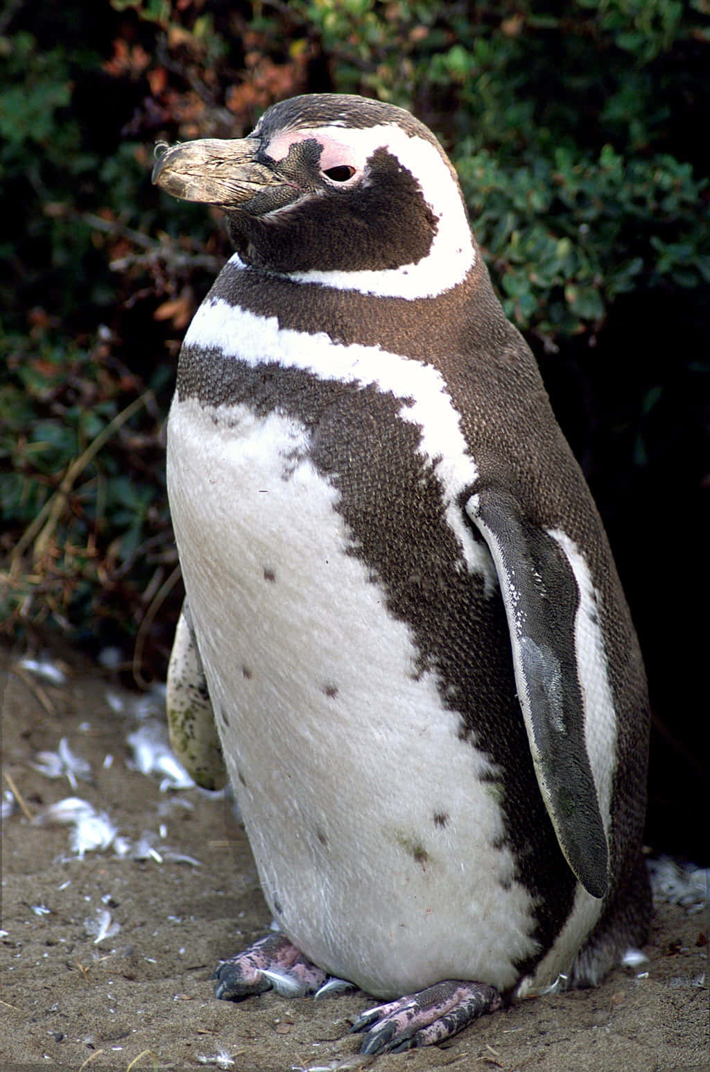 Magellanic penguin, sandy ground, green foliage, HD Phone Wallpaper