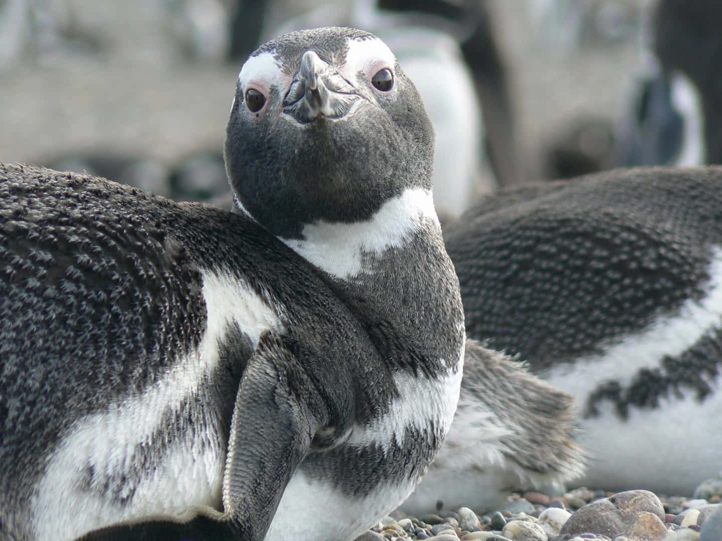 Magellanic Penguin, black and white feathers, rocky beach, HD Desktop Wallpaper