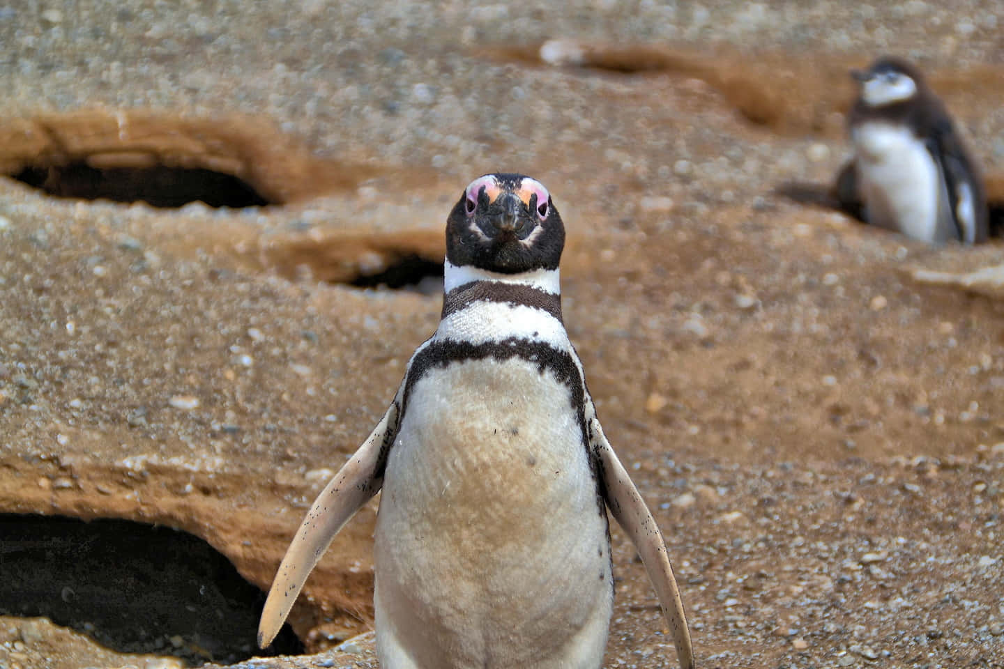 Magellanic Penguin, rocky shore, burrows, HD Desktop Wallpaper