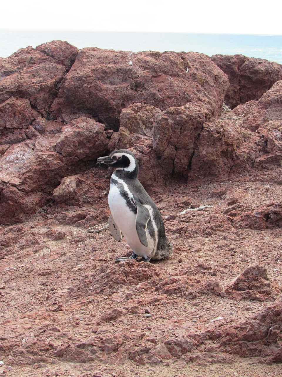 Magellanic Penguin, rocky shore, reddish rocky terrain, HD Phone Wallpaper