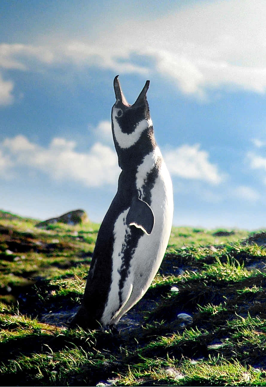 Magellanic Penguin, grassy terrain, bright blue sky, HD Phone Wallpaper