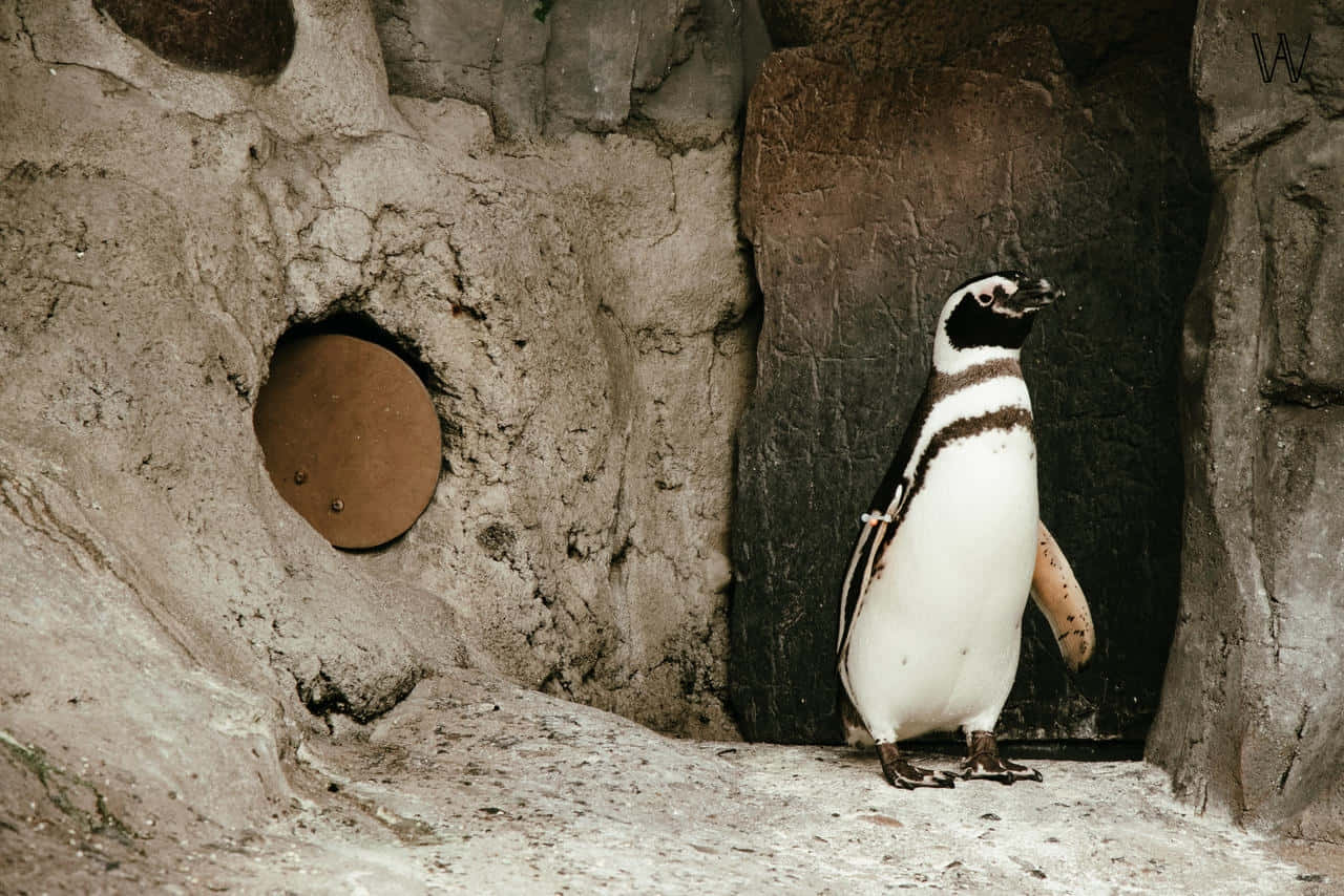 Magellanic Penguin, rocky enclosure, round wooden door, HD Desktop Wallpaper