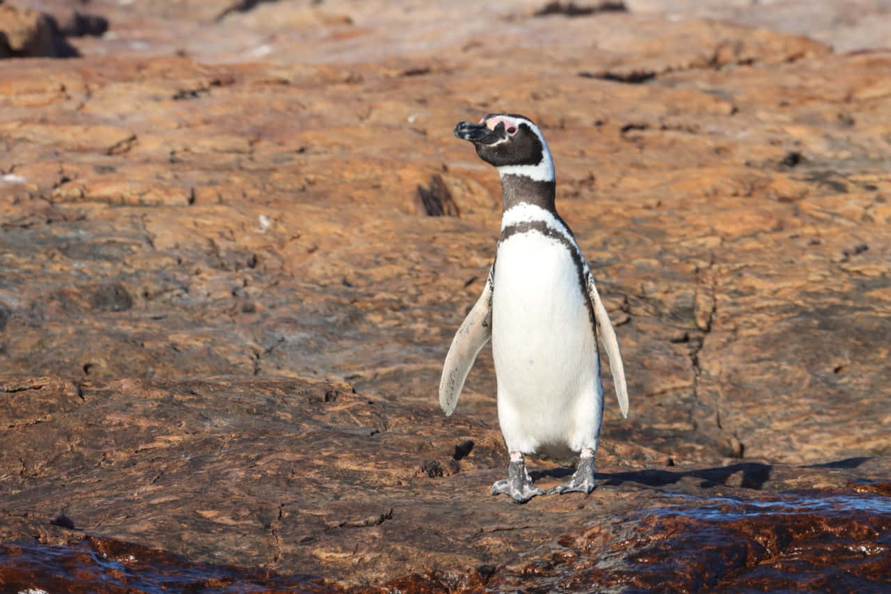 Magellanic Penguin, rocky shore, reddish brown rocky terrain, HD Desktop Wallpaper