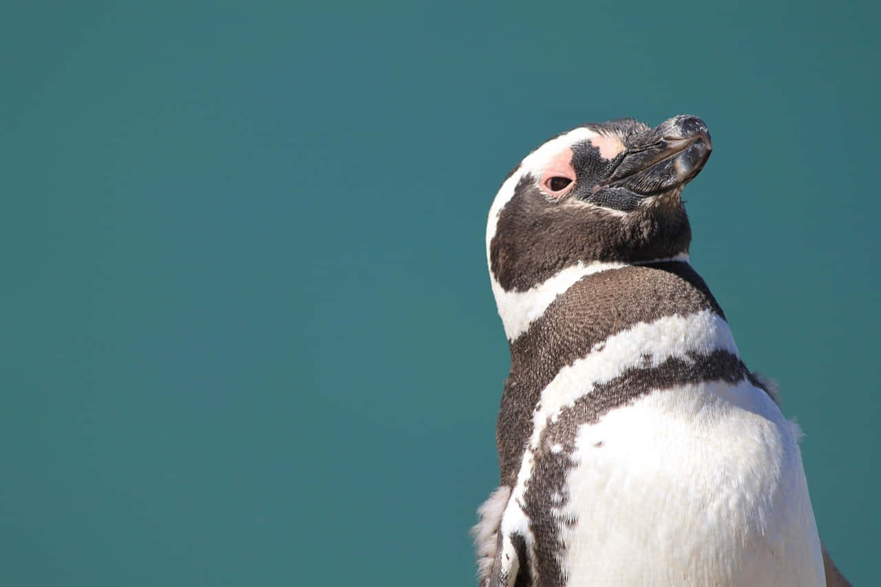 Magellanic Penguin, black and white feathers, pinkish eye patches, HD Desktop Wallpaper