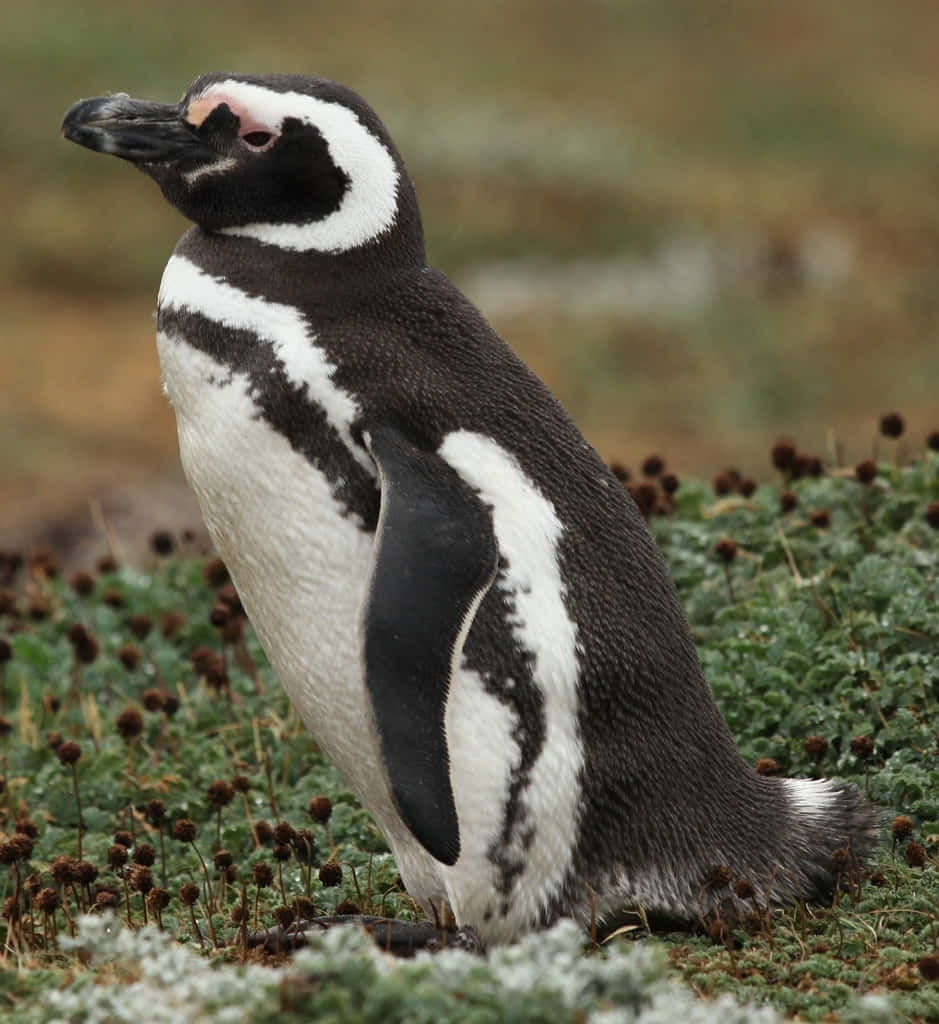 Magellanic Penguin, green moss, brown flowers, SD Phone Wallpaper