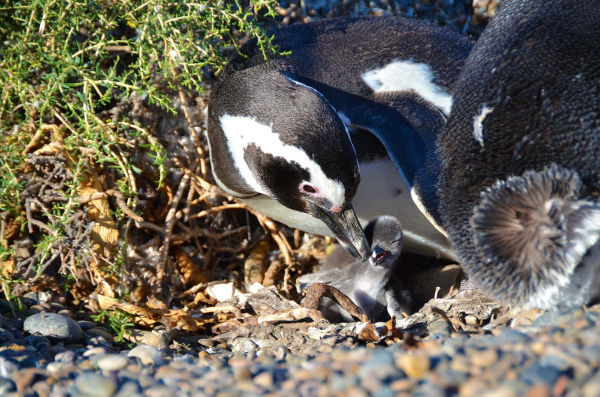 Magellanic Penguin, fluffy gray chick, rocky burrow, SD Desktop Wallpaper