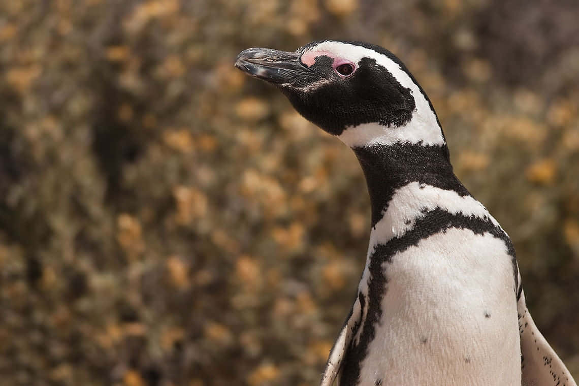 Magellanic penguin, black and white feathers, pink skin around its eye, SD Desktop Wallpaper