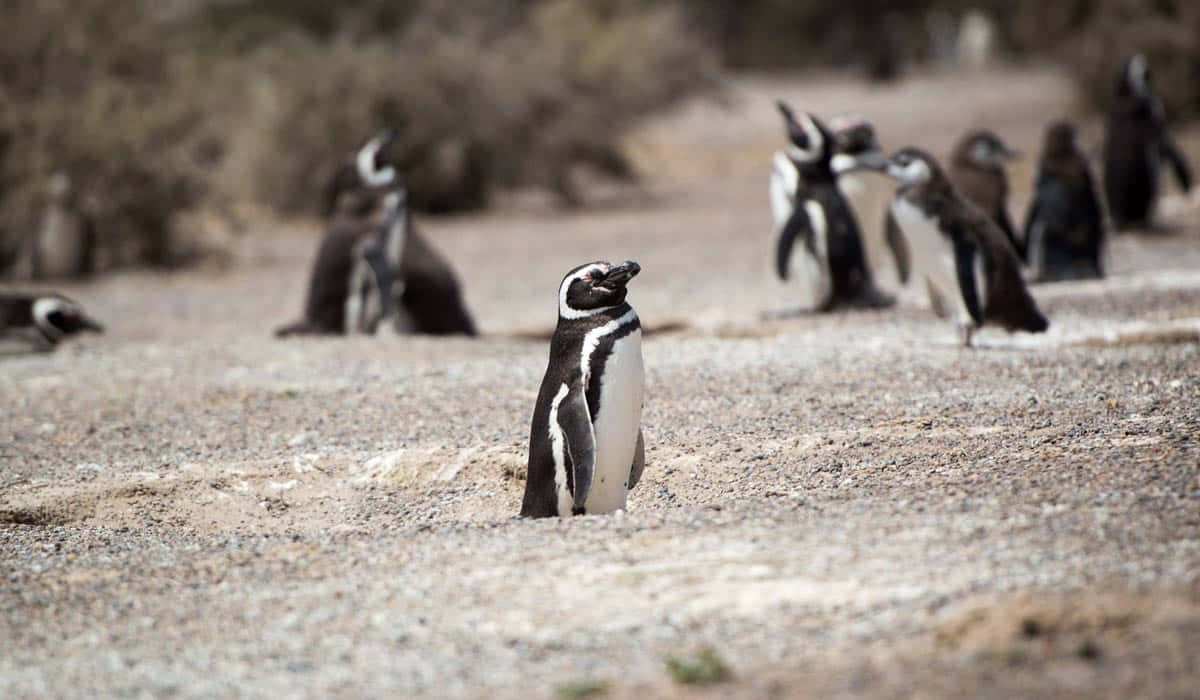 Magellanic Penguin, gravelly beach, blurred background, SD Desktop Wallpaper