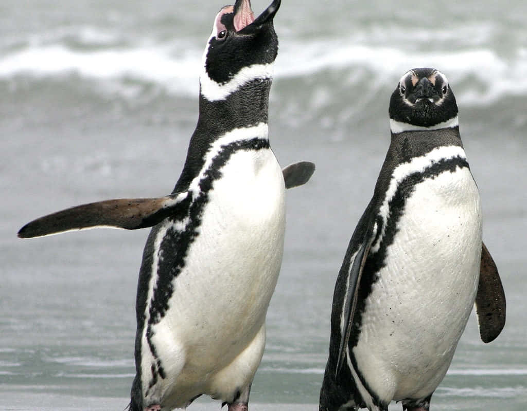Magellanic Penguin, shoreline, wet sandy beach, SD Desktop Wallpaper