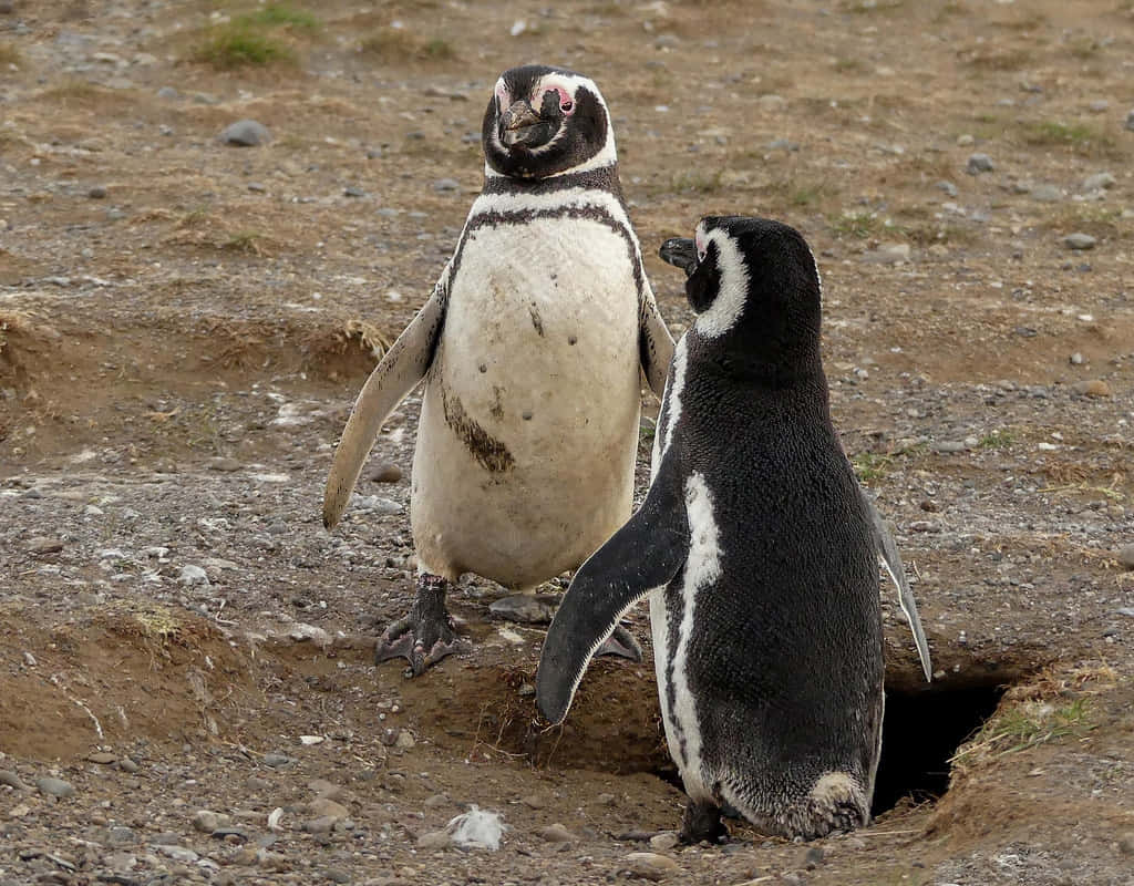 Magellanic Penguin, burrow, rocky shore, SD Desktop Wallpaper