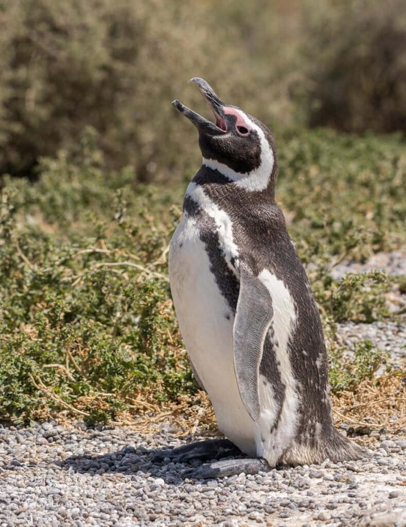 Magellanic Penguin, gravel, dry green shrubs, SD Phone Wallpaper