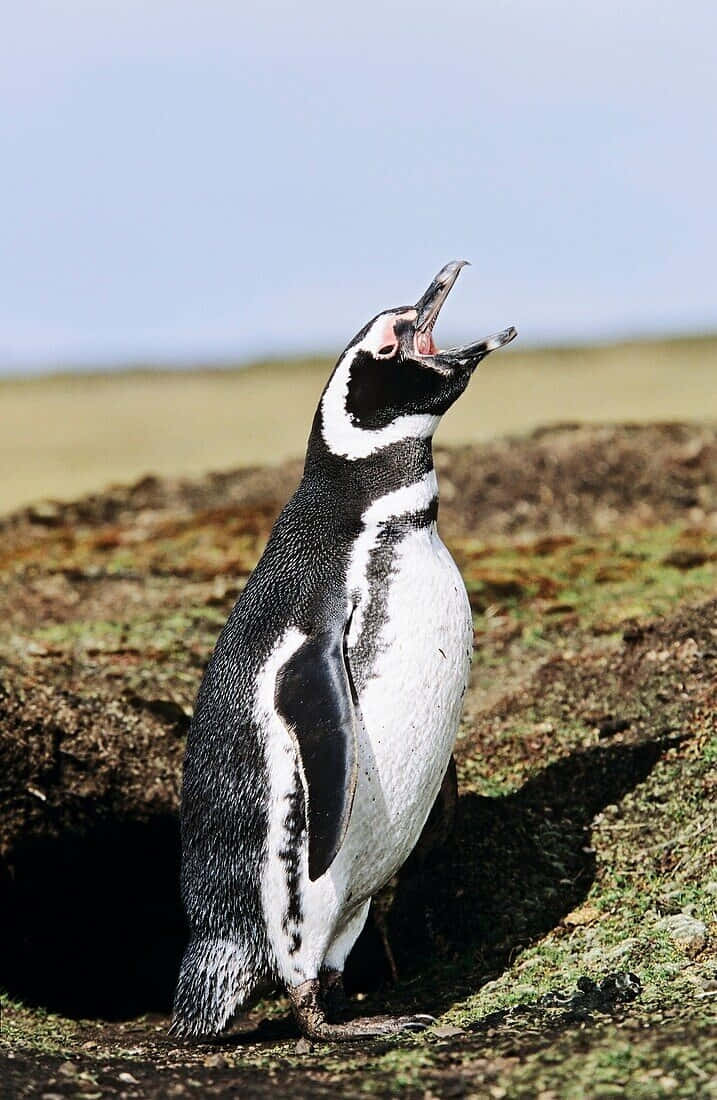 Magellanic Penguin, mossy rock, pale sky, SD Phone Wallpaper