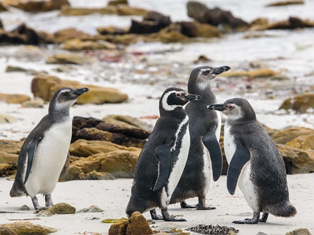 Magellanic Penguin, rocky beach, wet sand, SD Desktop Wallpaper
